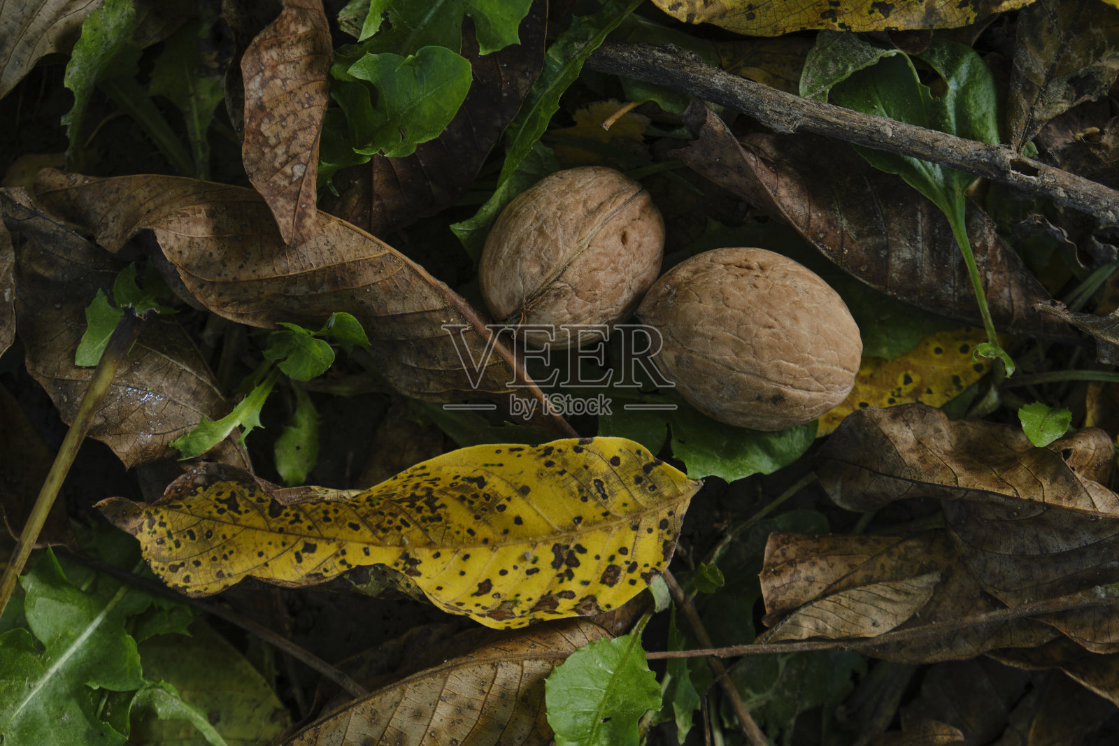 草地上的核桃照片摄影图片