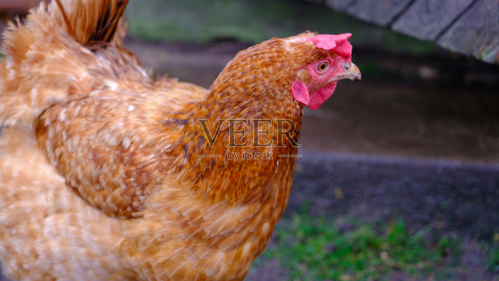 野外的乡下鸡。快乐的小鸡照片摄影图片