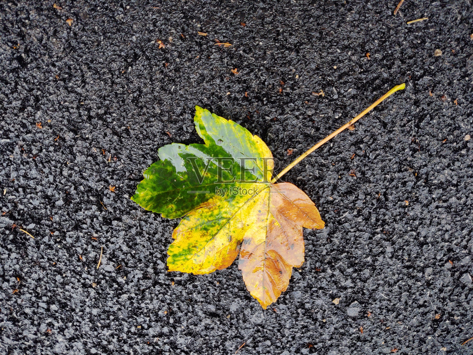 秋天五颜六色的树叶落在地上和树上。照片摄影图片
