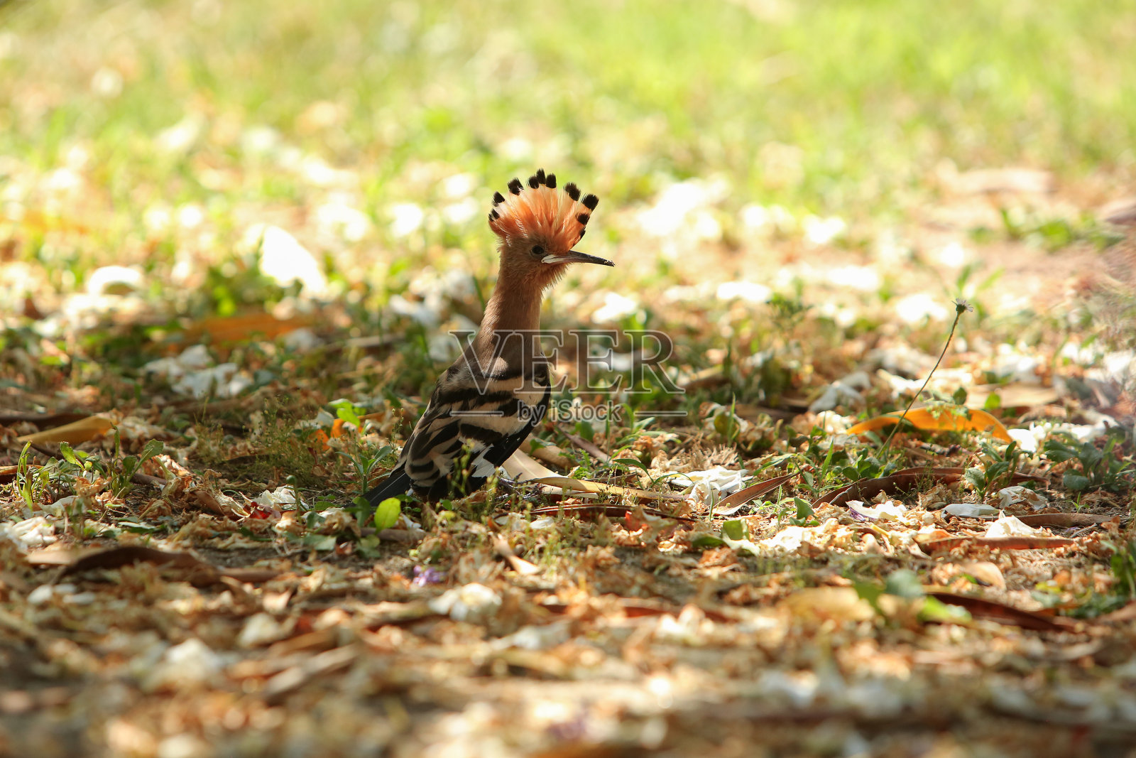 有选择地聚焦在绿色草地上的环状物上照片摄影图片