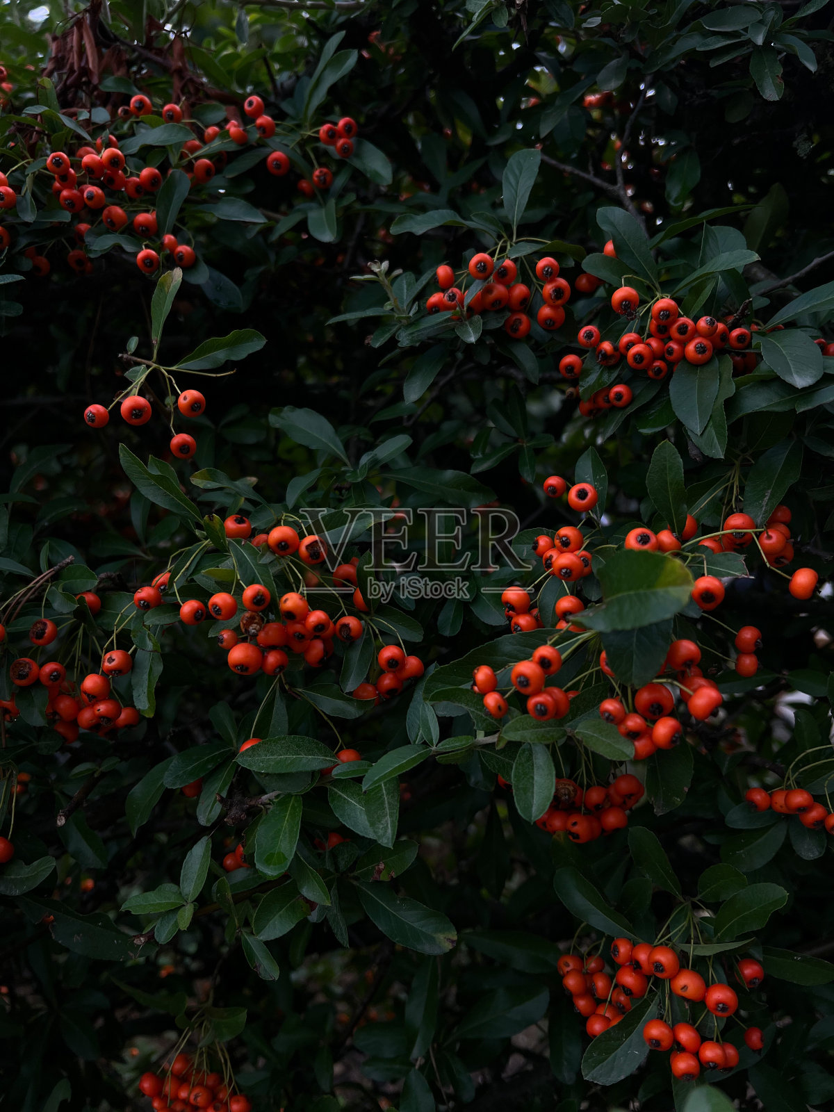 背景橘红色的浆果在秋天照片摄影图片