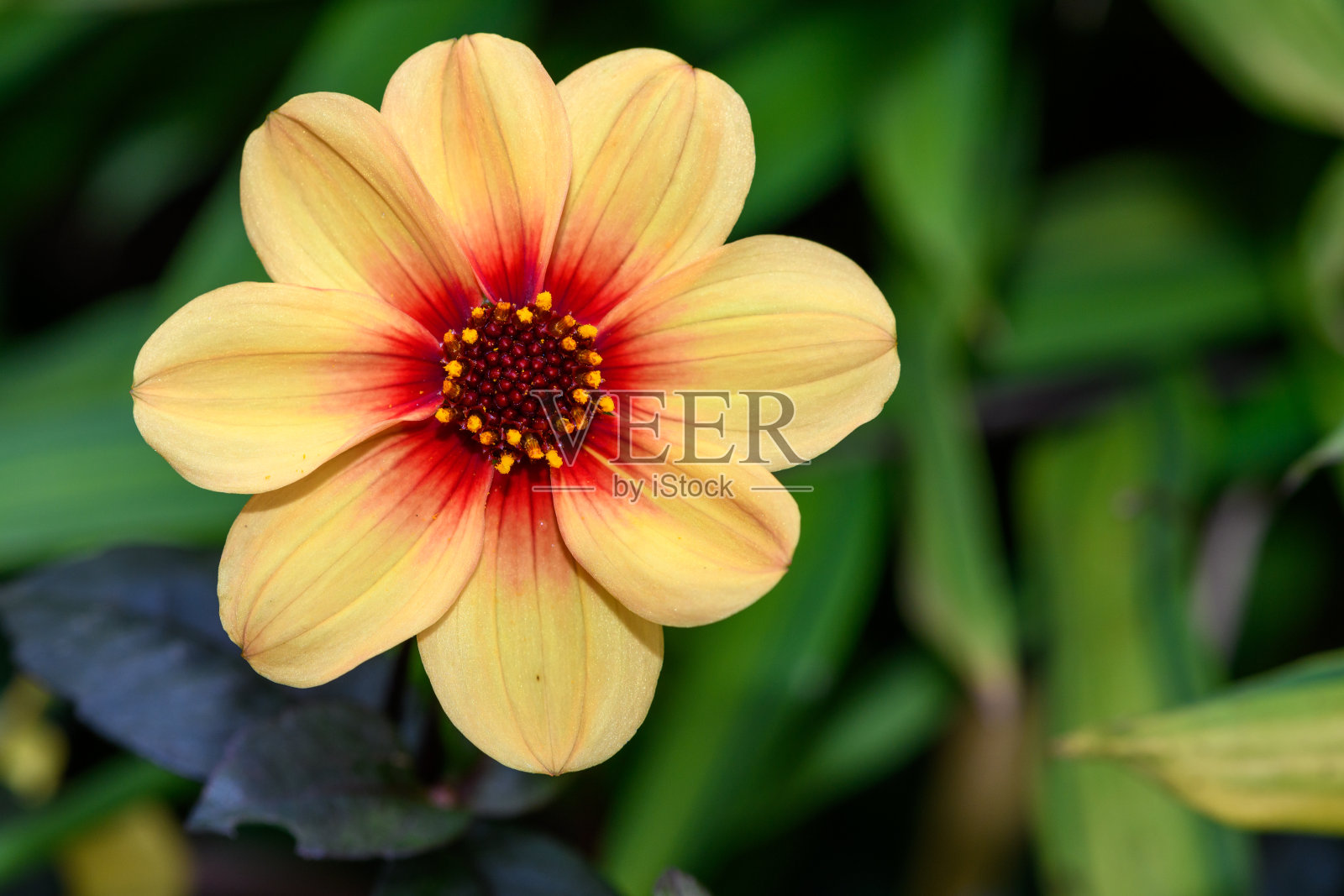 moonfire达利照片摄影图片