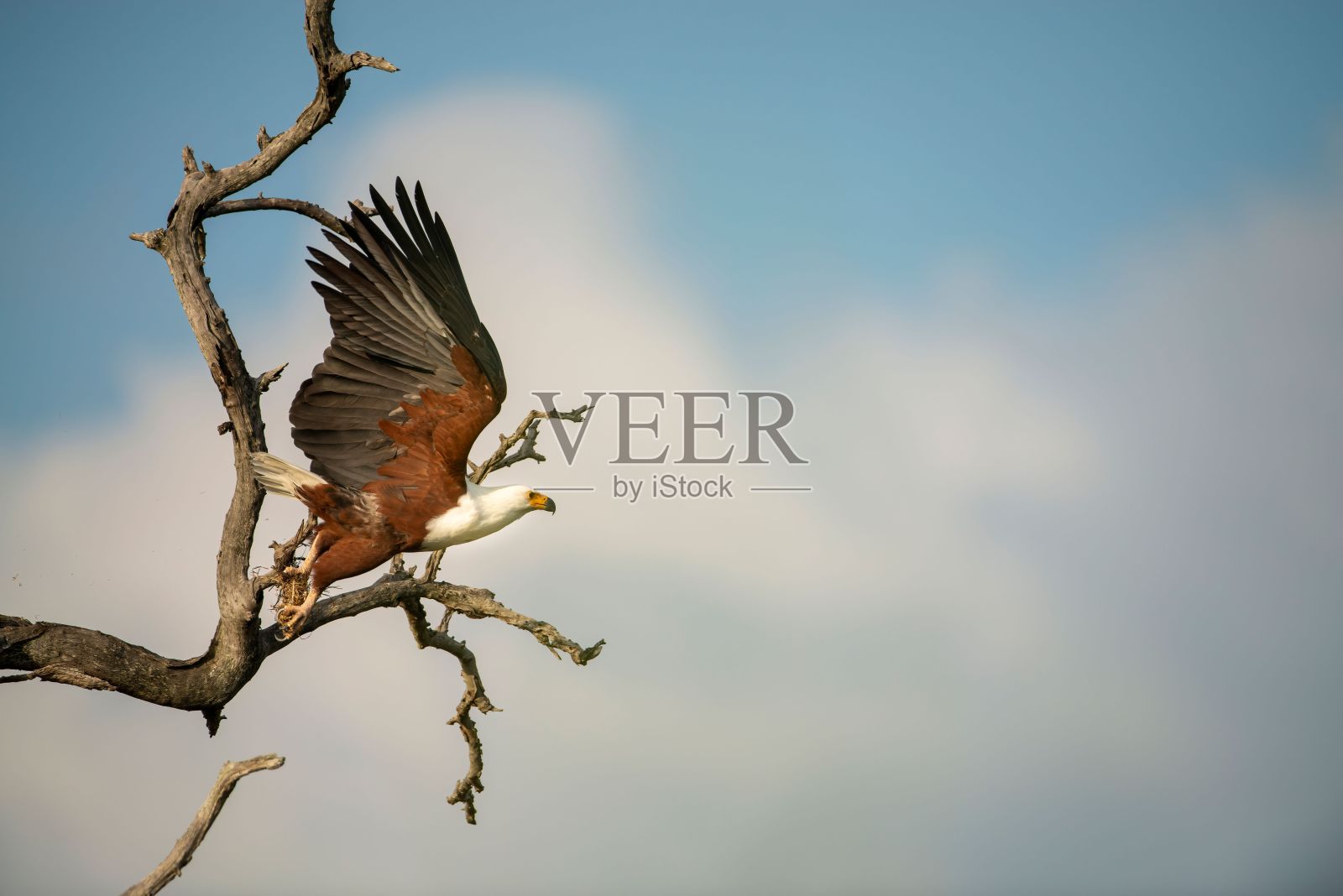 在南非克鲁格国家公园，一只非洲鱼鹰在飞翔照片摄影图片