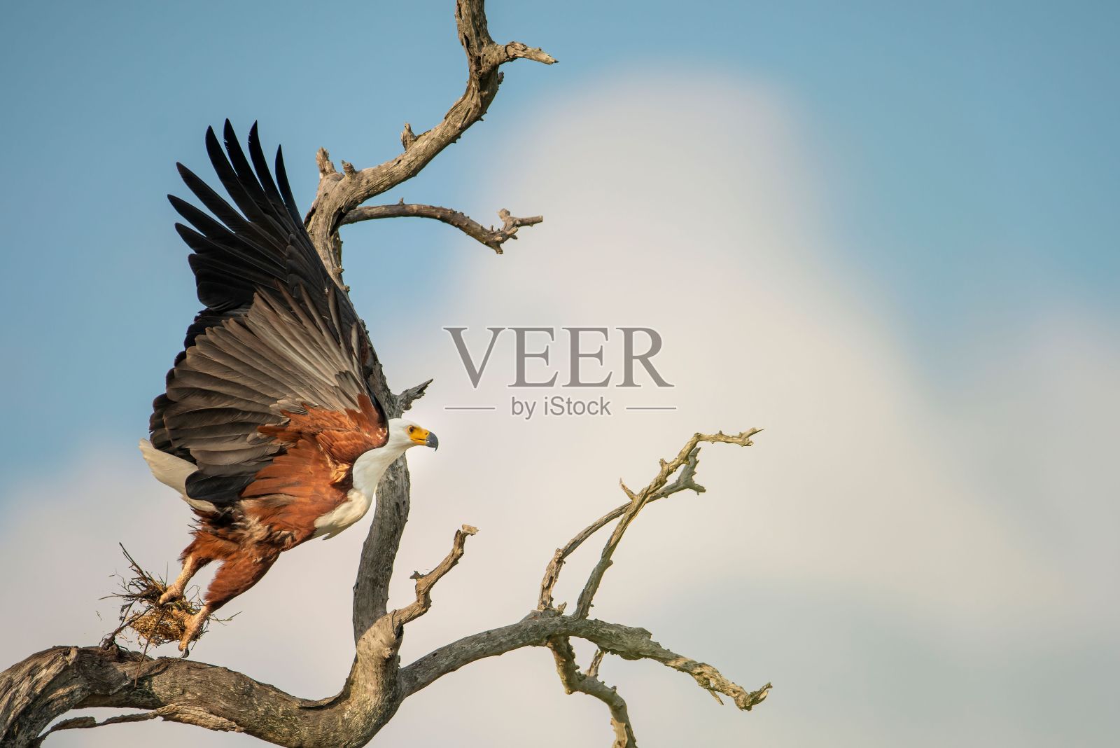 在南非克鲁格国家公园，一只非洲鱼鹰在飞翔照片摄影图片