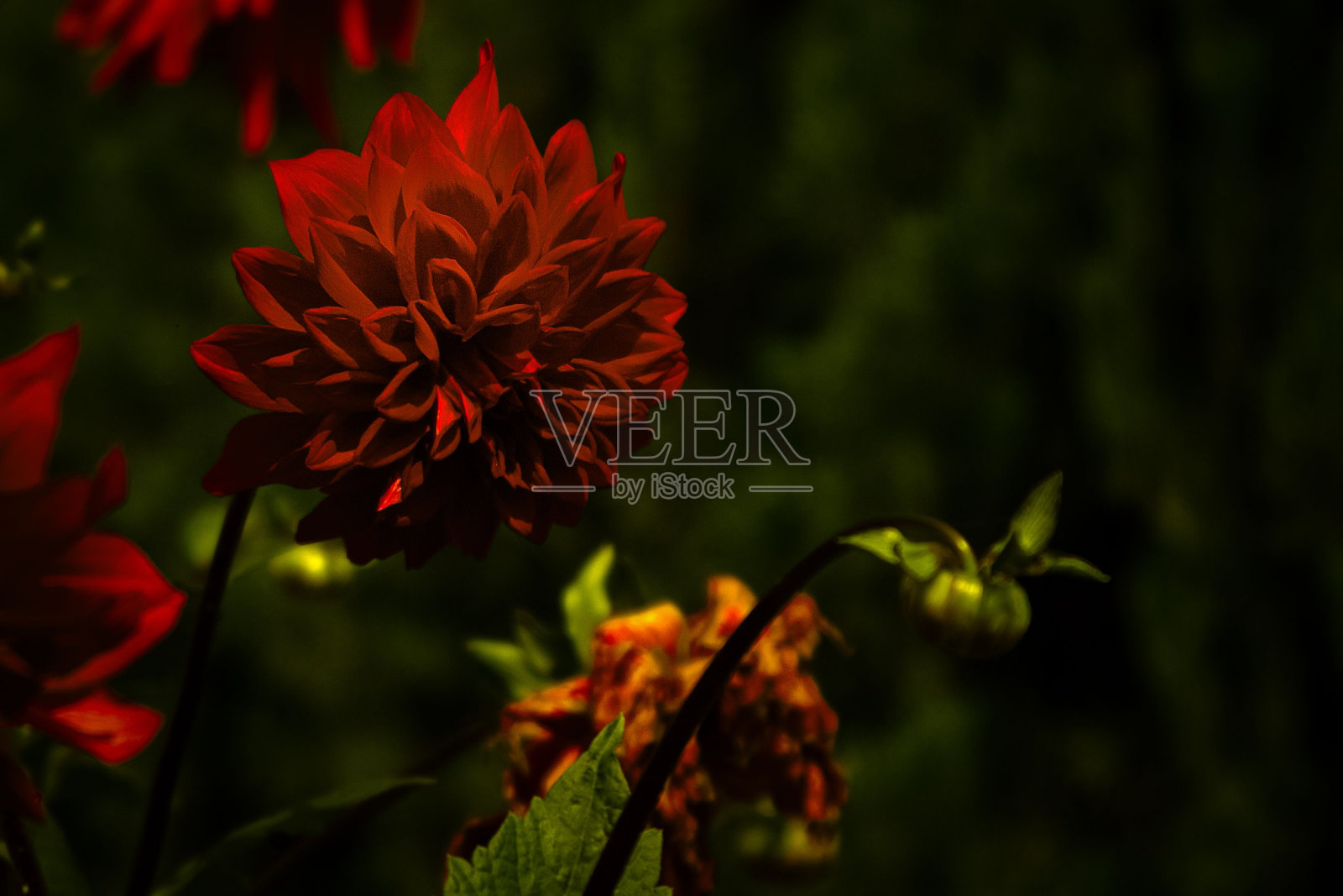 近景拍摄的红色大丽花在花园与模糊的背景照片摄影图片