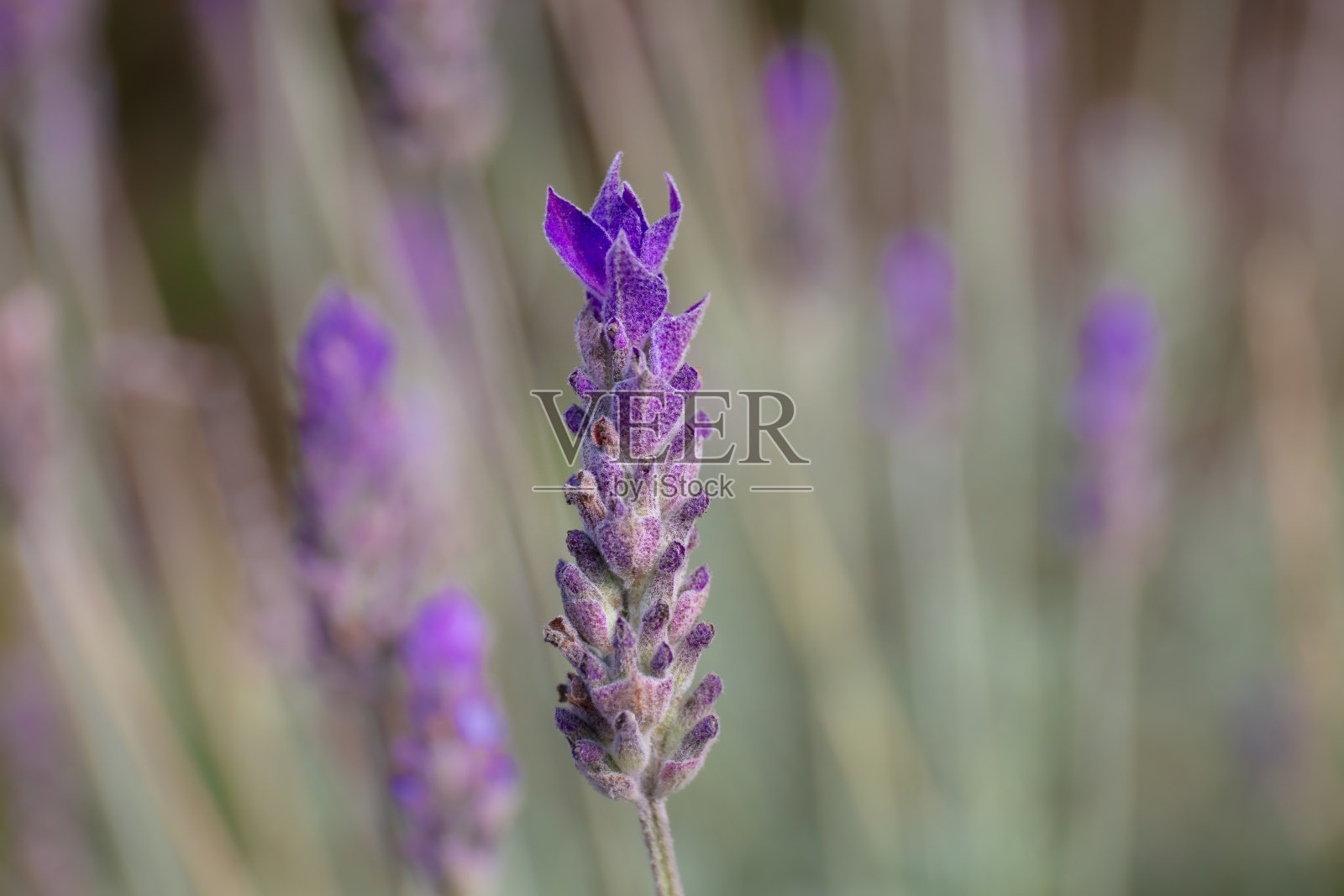阳光下花园中的薰衣草特写，背景模糊照片摄影图片