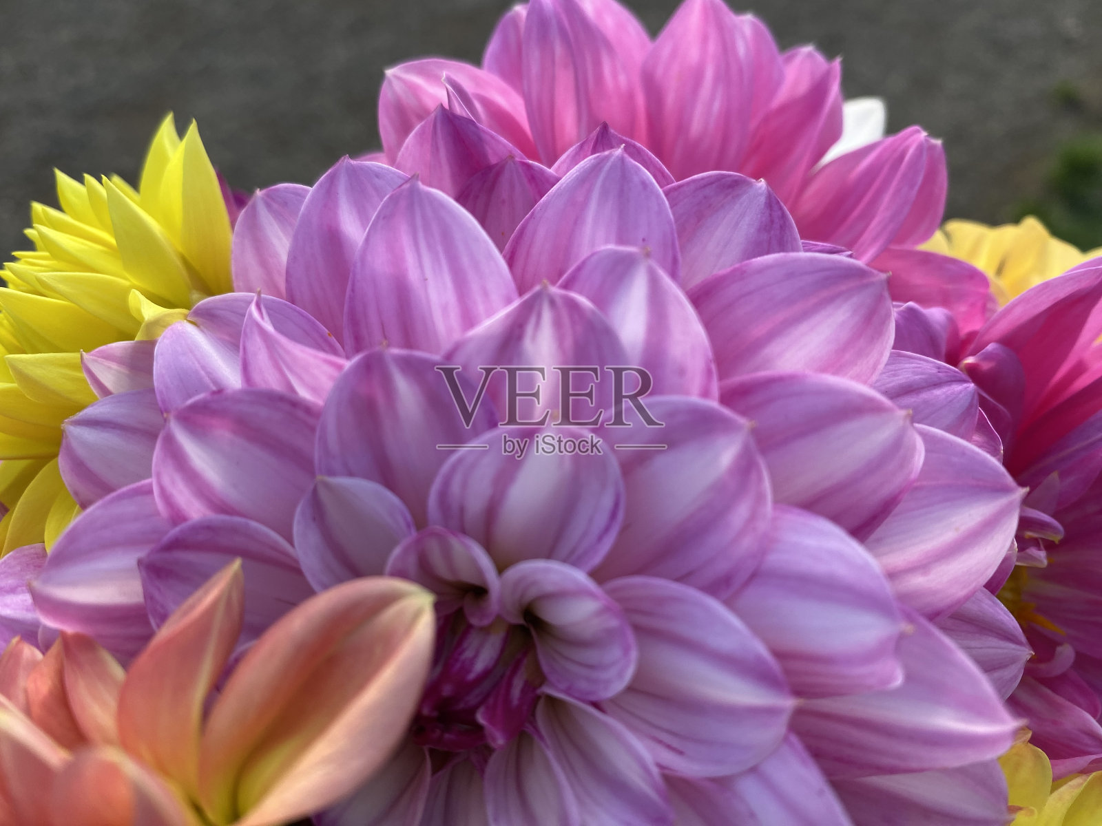 秋天boquete照片摄影图片