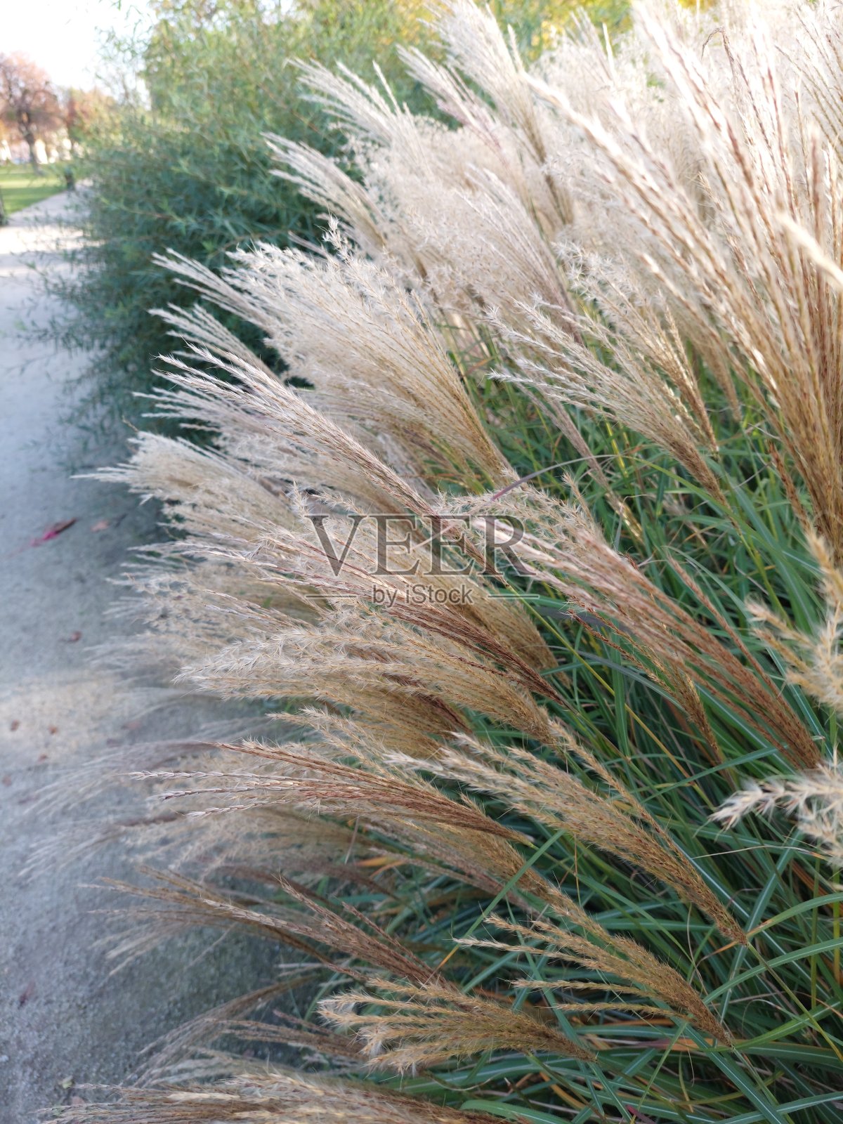 秋天的风景照片摄影图片