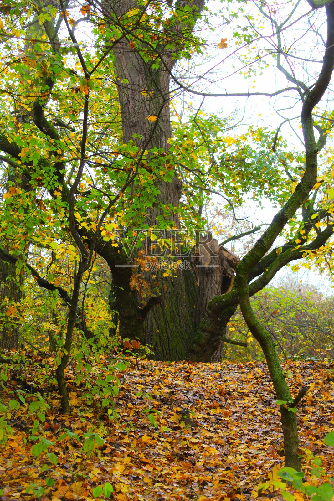 秋天照片摄影图片