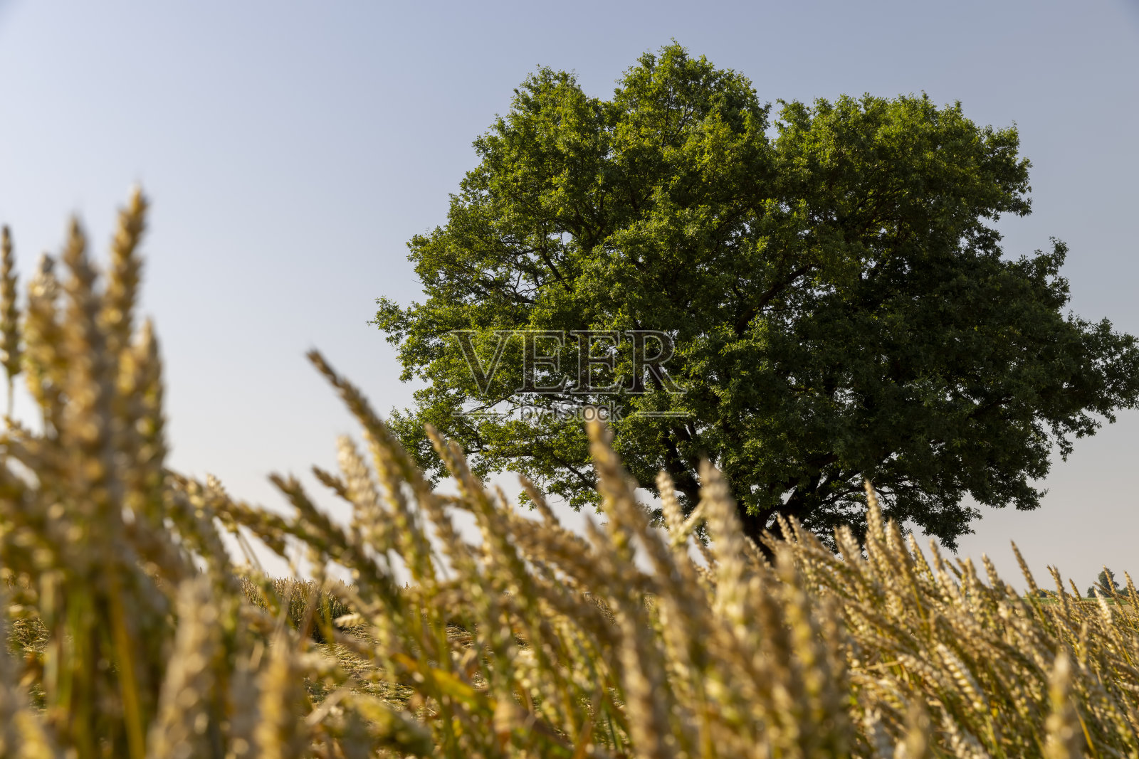 在一片种着小麦的田里生长照片摄影图片