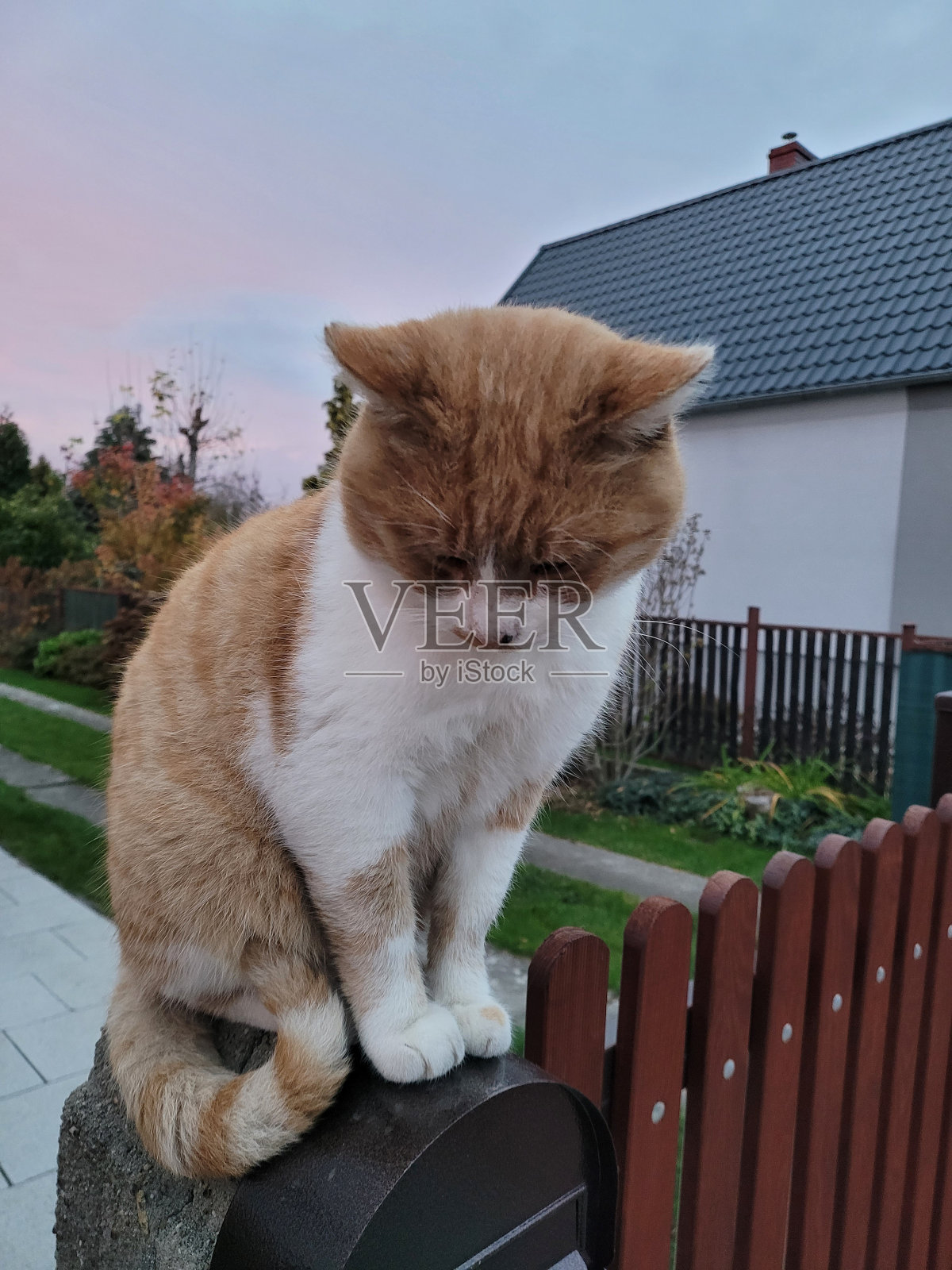 凯特正在等邮递员照片摄影图片