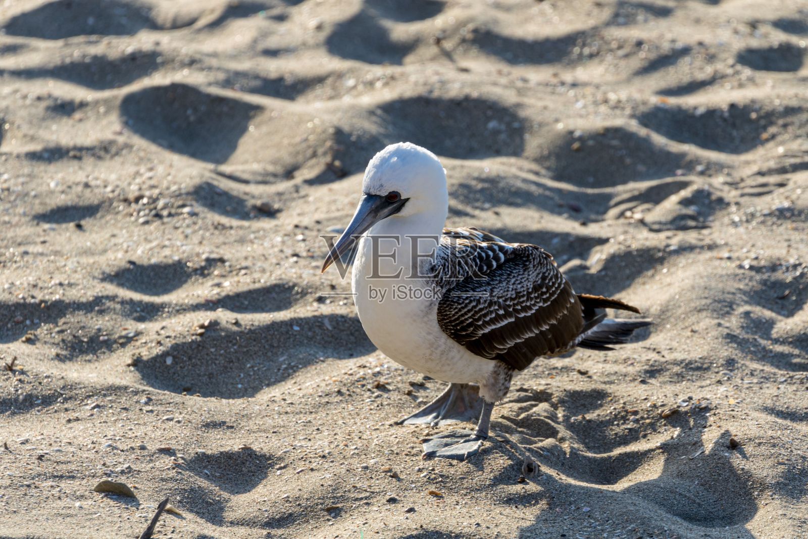 沙滩上的秘鲁鲣鸟(Sula variegata)照片摄影图片