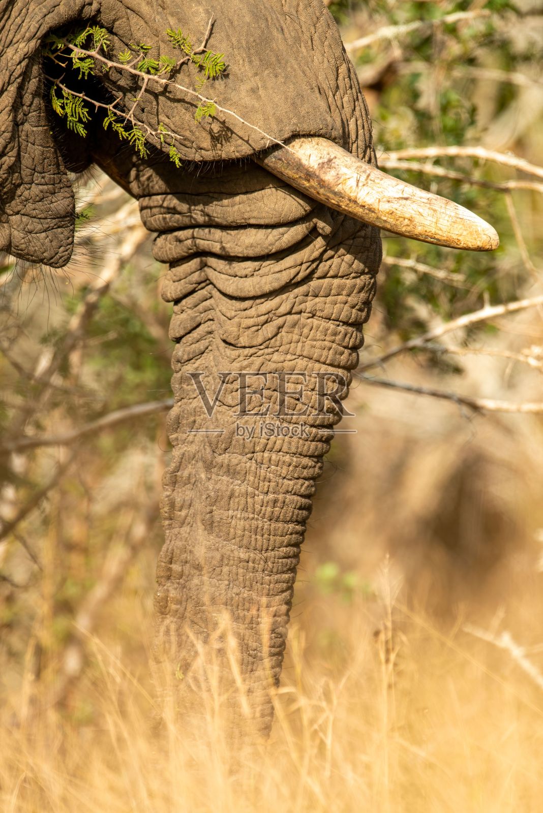 在克鲁格国家公园，一头长牙的大象在吃草照片摄影图片