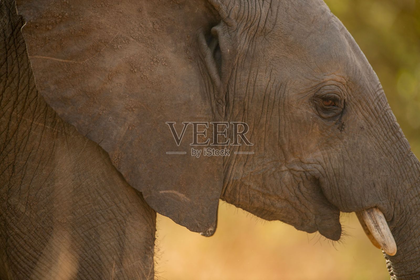 克鲁格国家公园里一只长着长牙的可爱大象的头部特写照片摄影图片