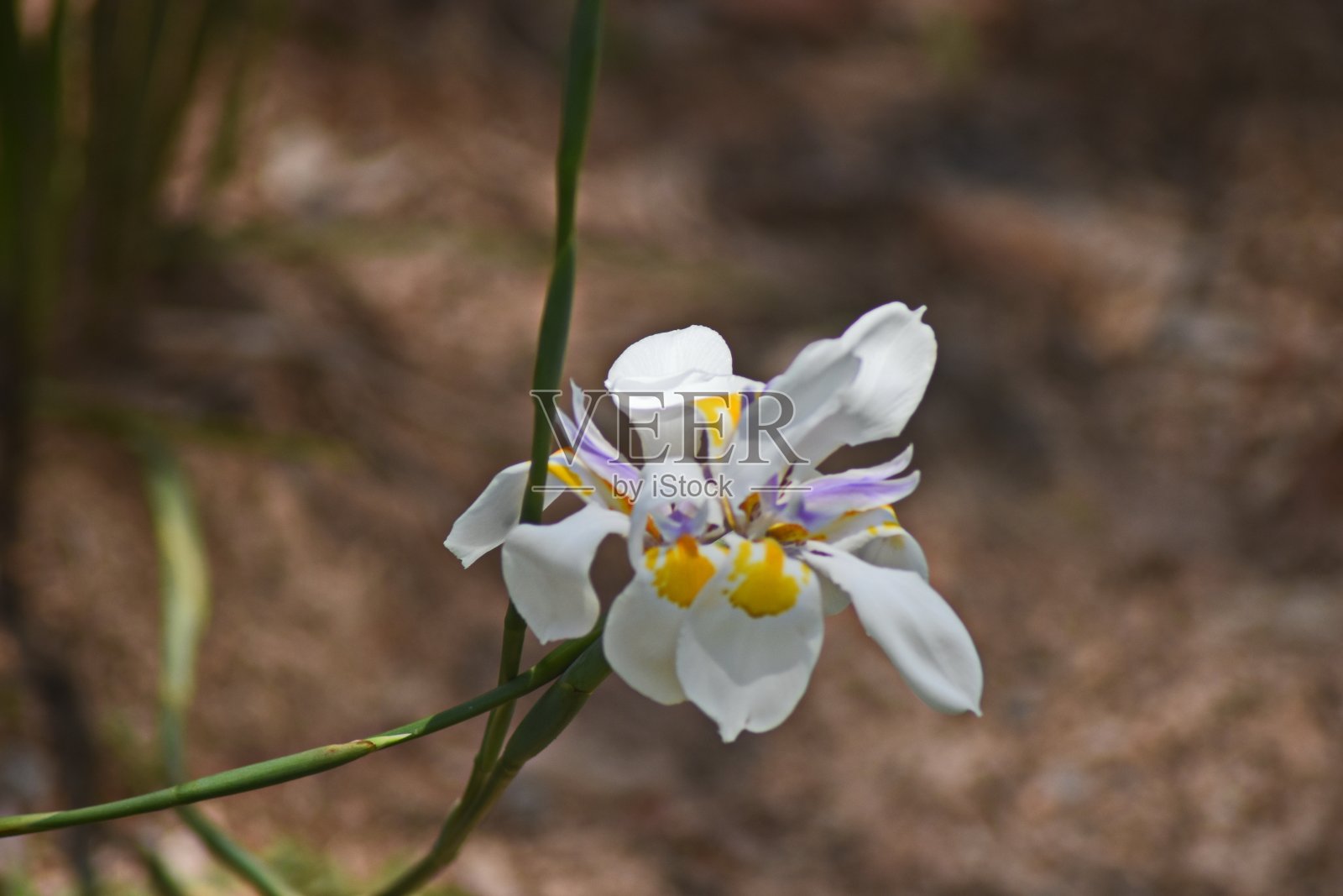 炮弹百合美丽花朵照片摄影图片