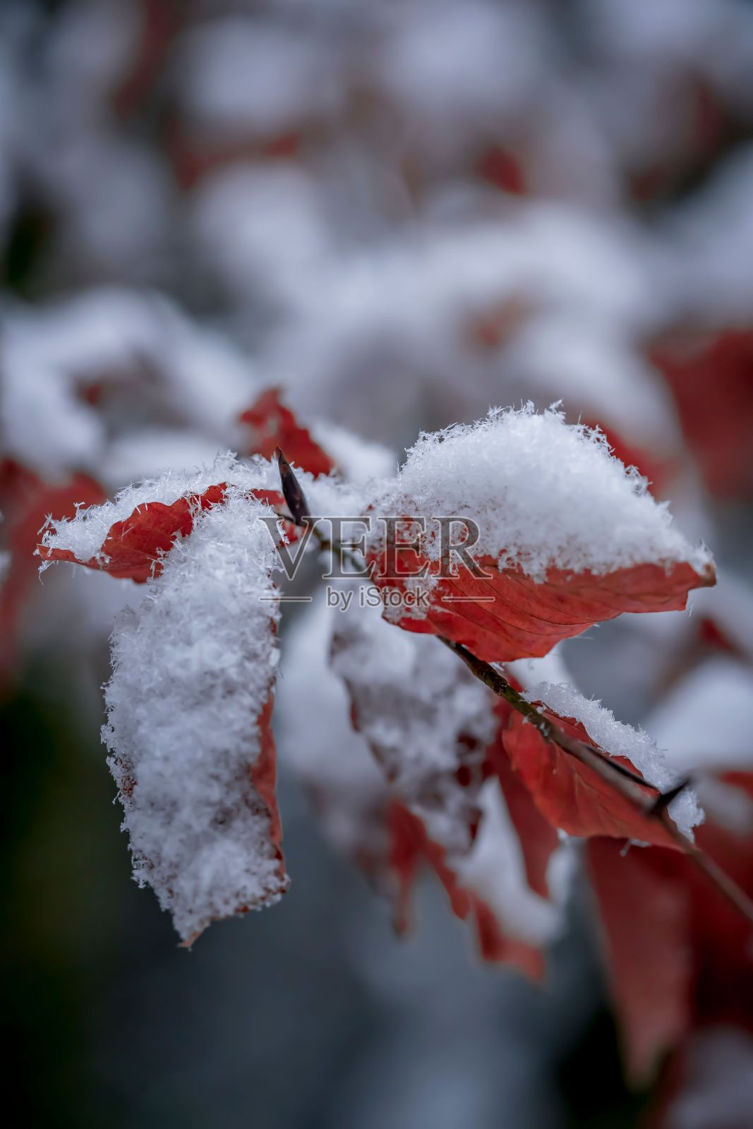 树叶被雪覆盖的树的特写镜头照片摄影图片