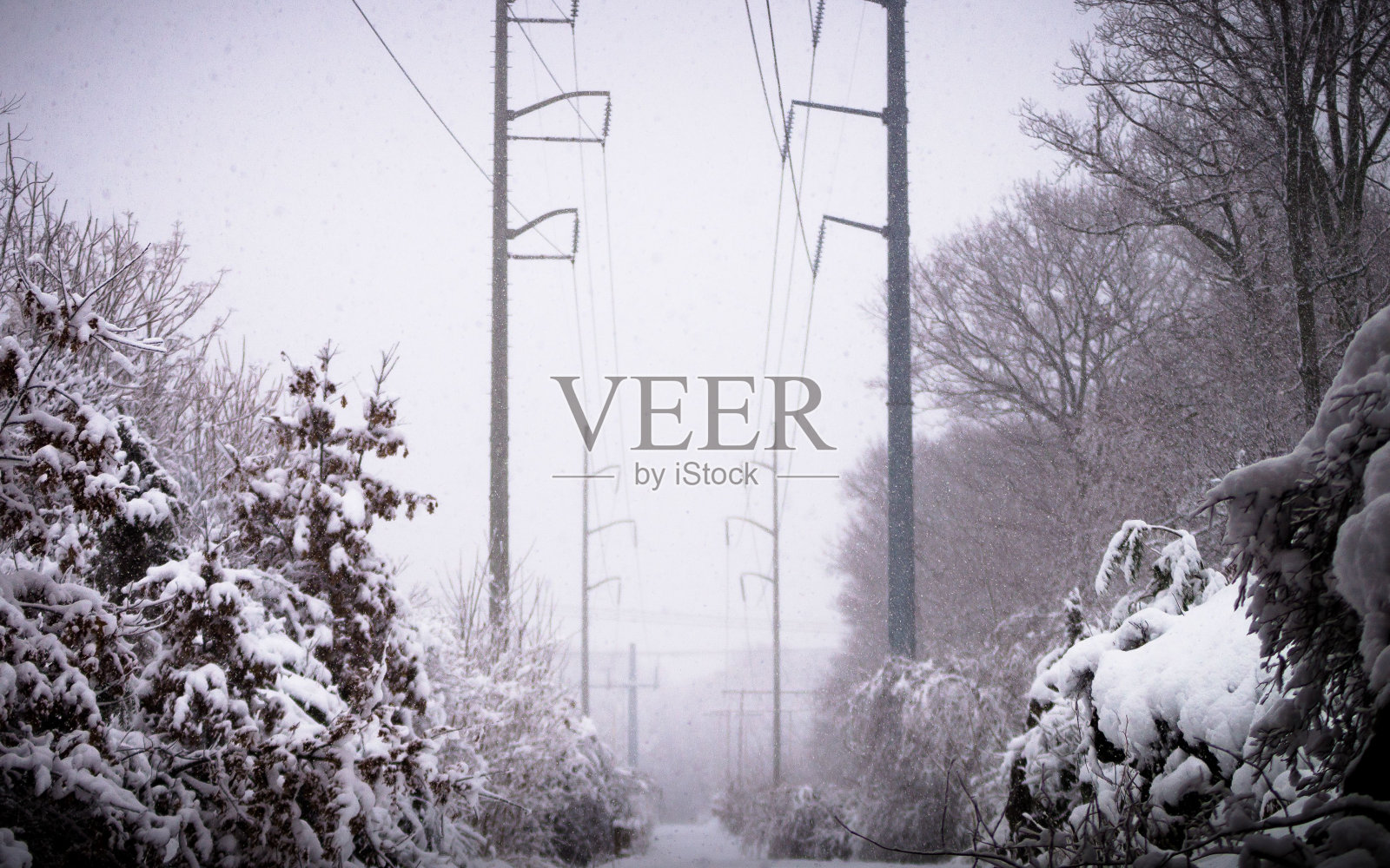 冬天，从低角度拍摄的美丽森林照片摄影图片