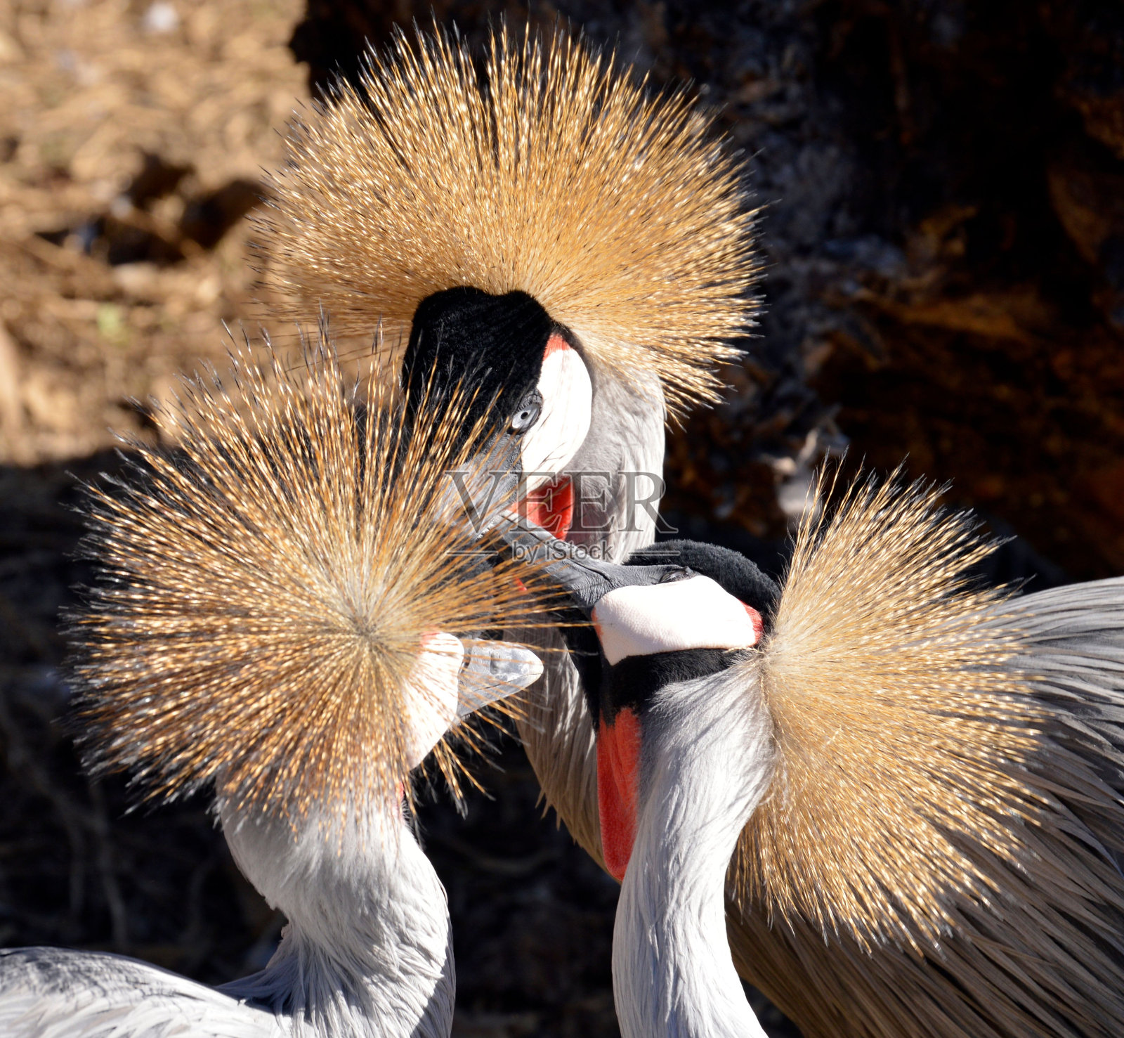 三只灰顶鹤彼此靠近的正方形图像照片摄影图片