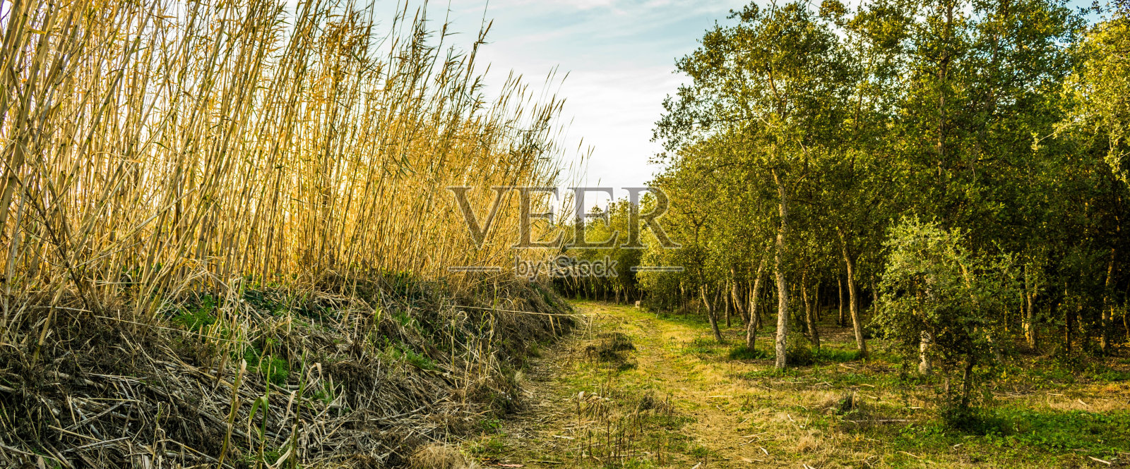田野的全景镜头，绿树和高高的草枝照片摄影图片