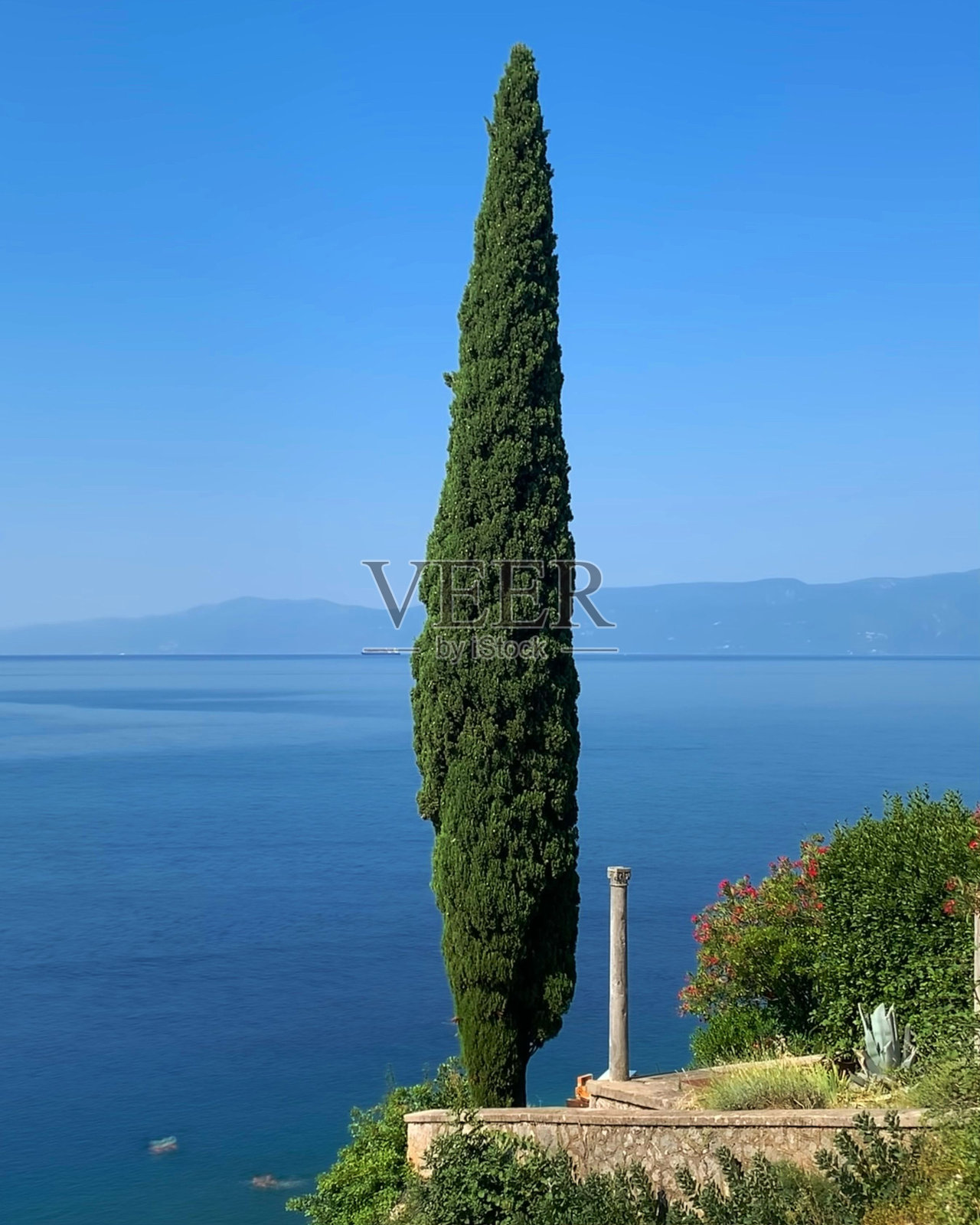 阳光明媚的日子，海边的一棵柏树照片摄影图片