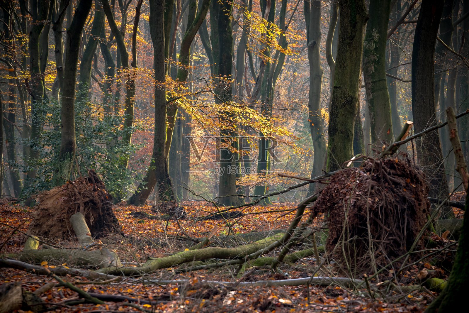 在秋天的阳光下，森林被树木和灌木覆盖照片摄影图片