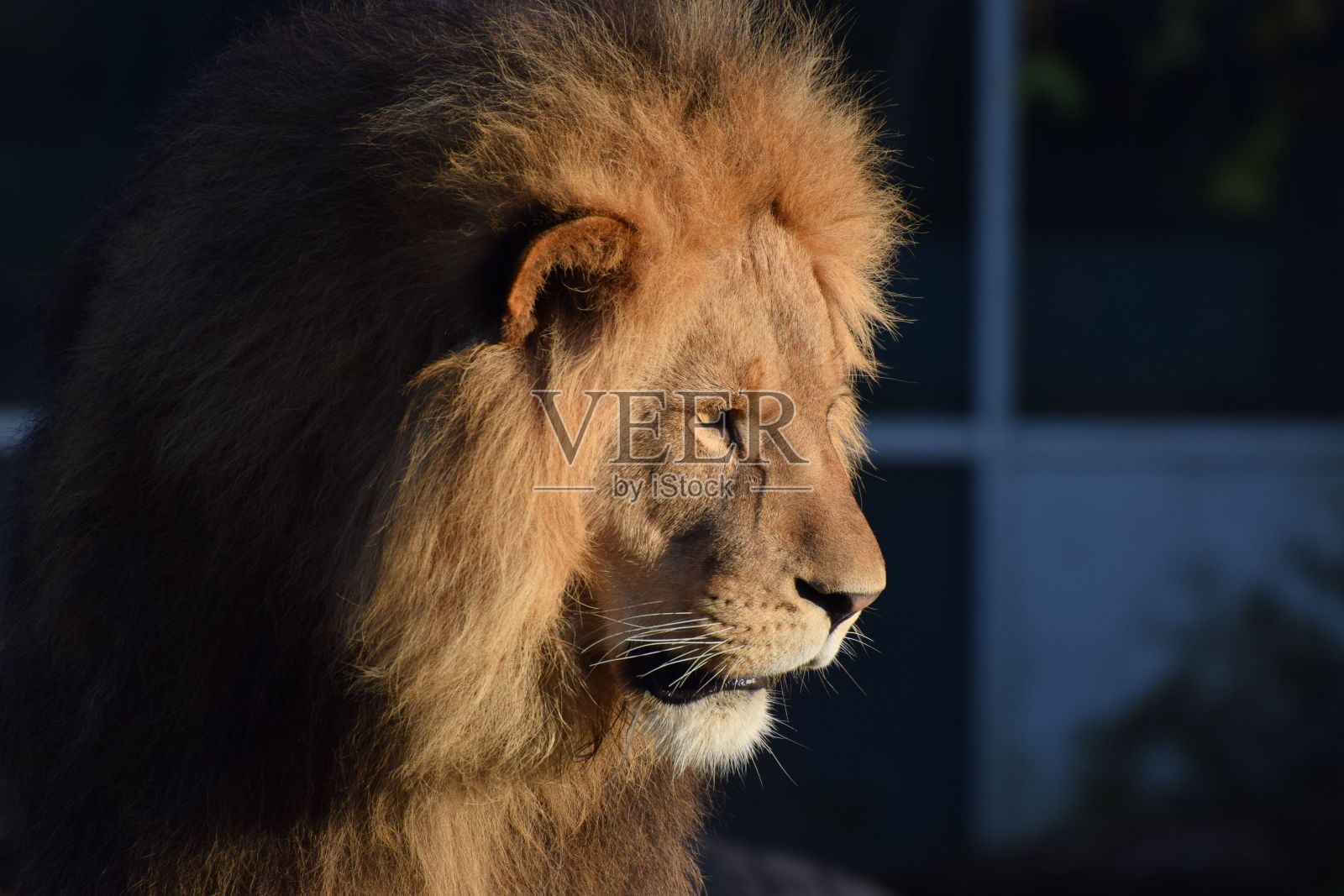 肖像拍摄的巴巴里狮子头朝左边，背景模糊照片摄影图片