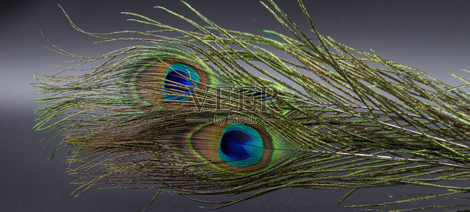 灰色背景下的天然孔雀羽毛特写照片摄影图片