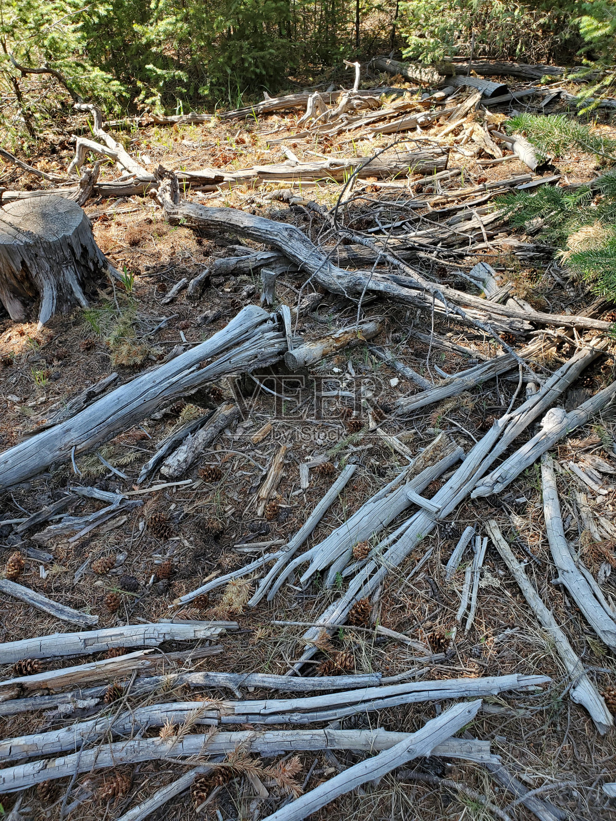 老树砍照片摄影图片