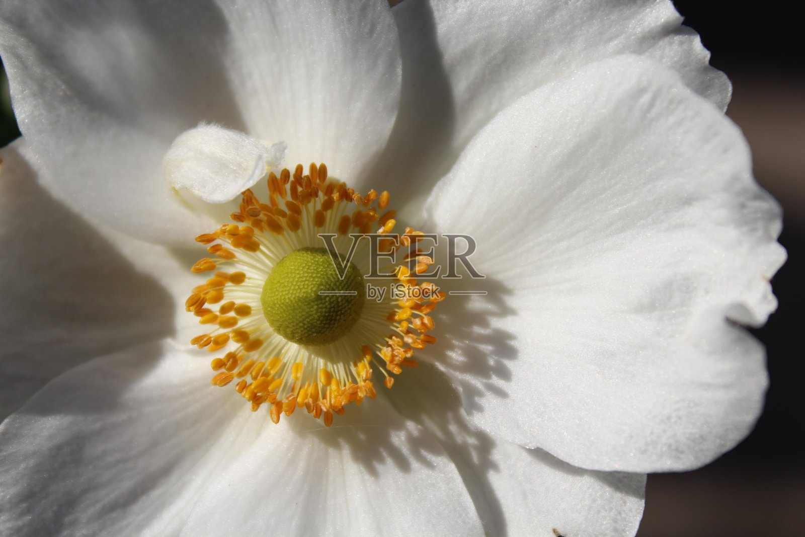 花园中一朵美丽的白色银莲花的特写镜头照片摄影图片
