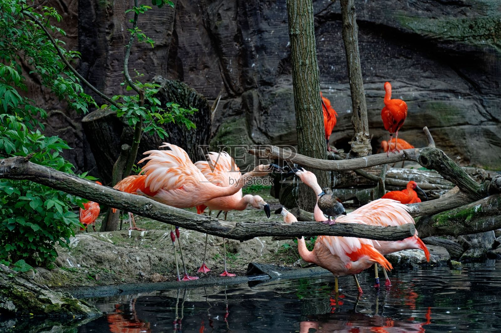 动物园里，一群热带火烈鸟在池塘边涉水照片摄影图片