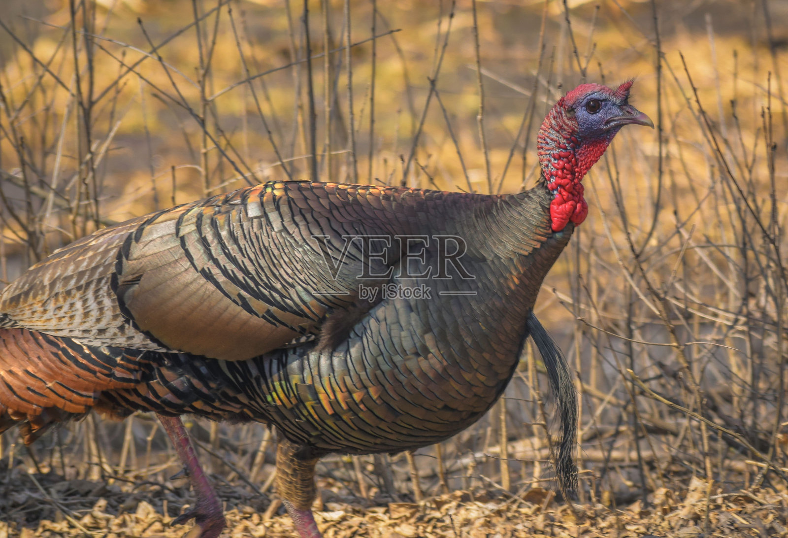公园里一只大的家养火鸡的特写镜头照片摄影图片
