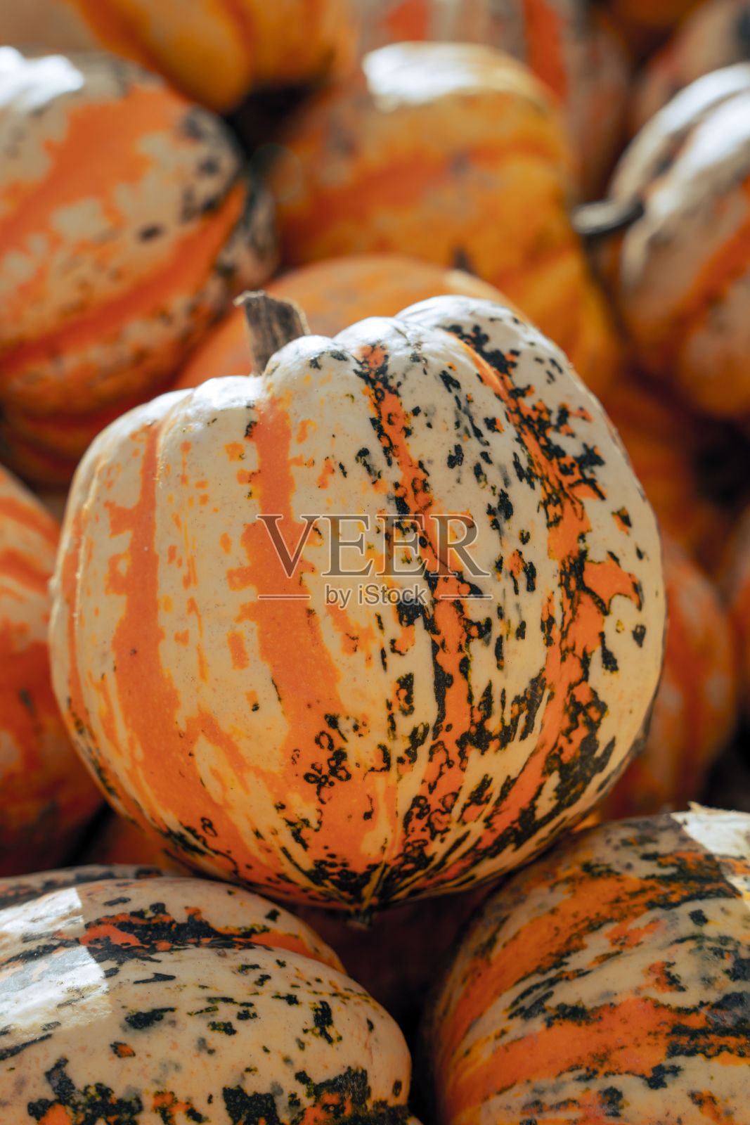 装饰南瓜和其他南瓜。照片摄影图片