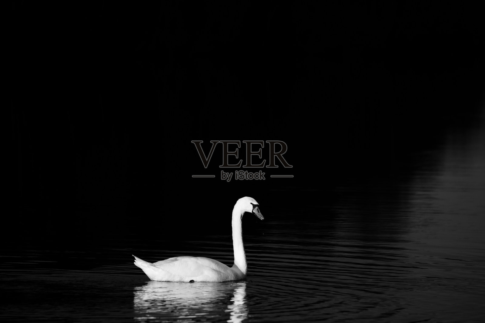 一只美丽的天鹅在湖上游泳的灰色镜头照片摄影图片