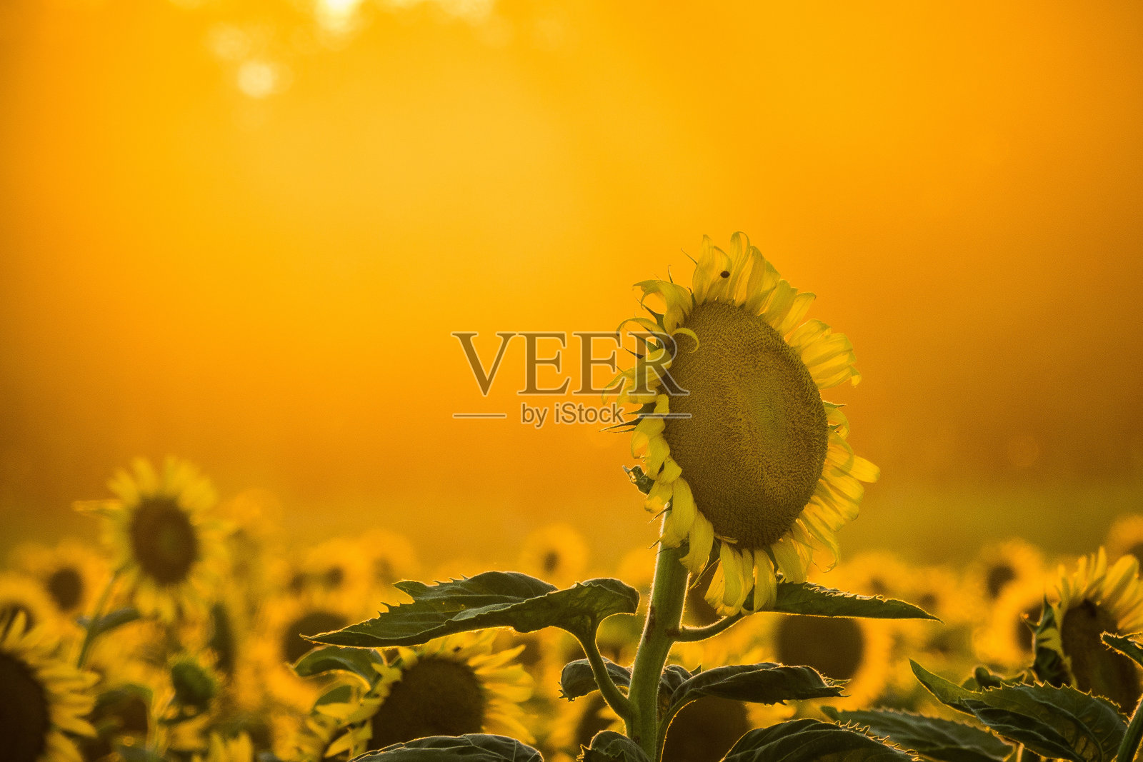 选择聚焦的向日葵在一个充满向日葵的田野中间的镜头照片摄影图片