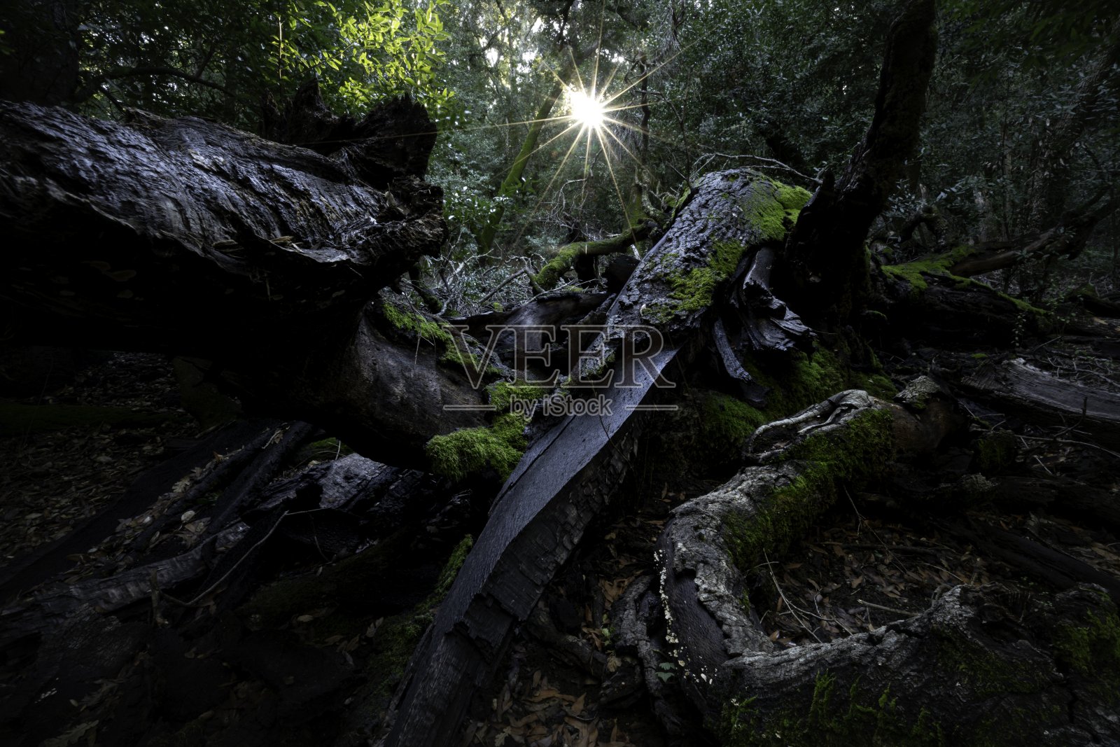 黑暗森林照片摄影图片