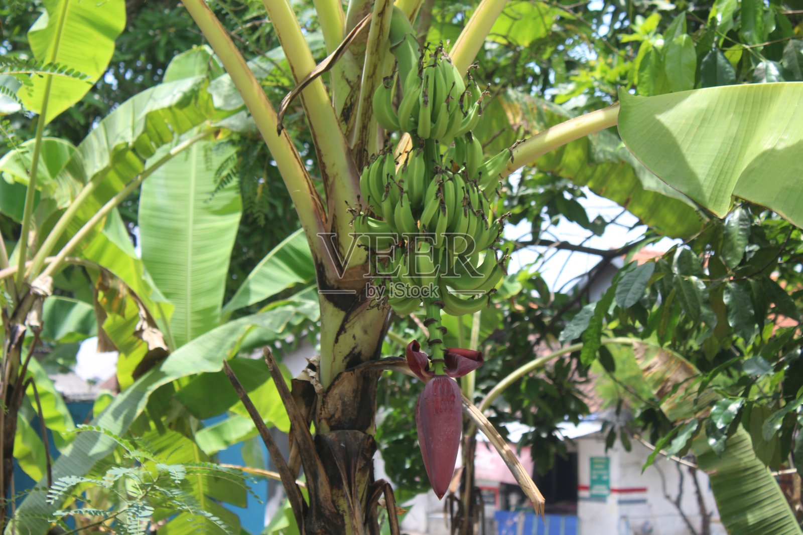 树上的香蕉照片摄影图片