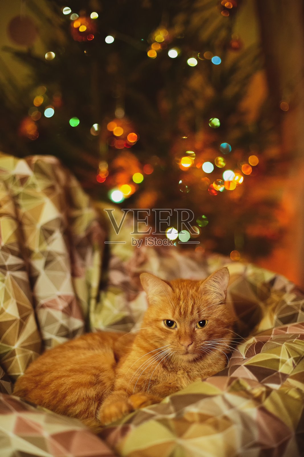 一只家猫在舒适的沙发上放松，背景是圣诞装饰照片摄影图片