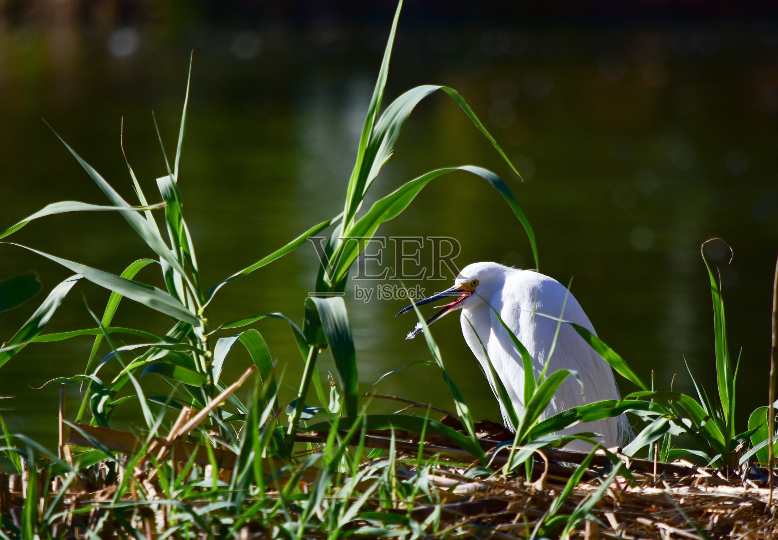 白色的水鸟坐在湖边的草地上，背景模糊照片摄影图片