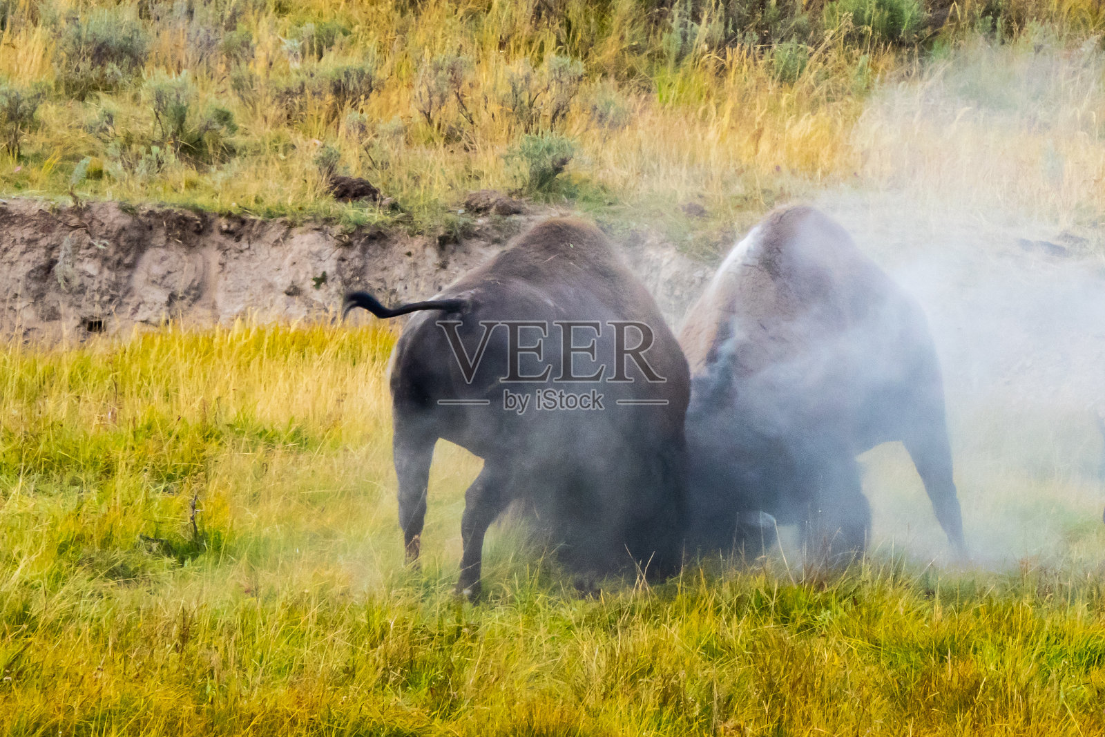 在黄石国家公园里，两只美洲野牛发生了激烈的争执照片摄影图片