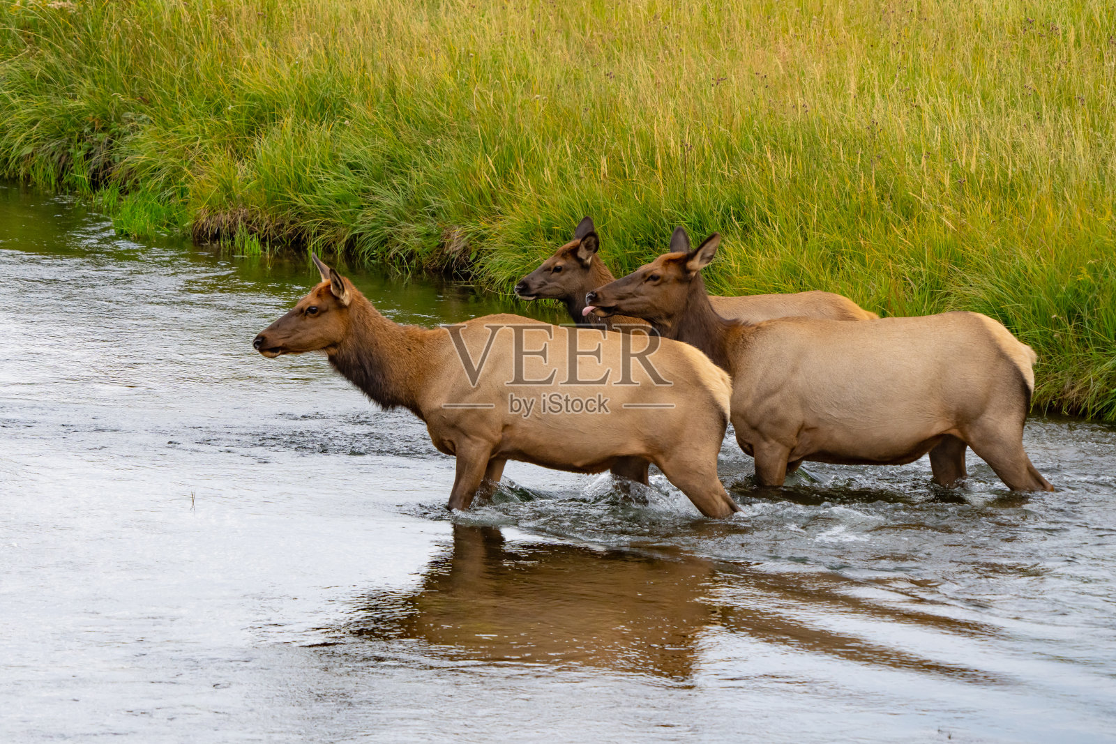 黄石国家公园河里的一群麋鹿和小牛照片摄影图片