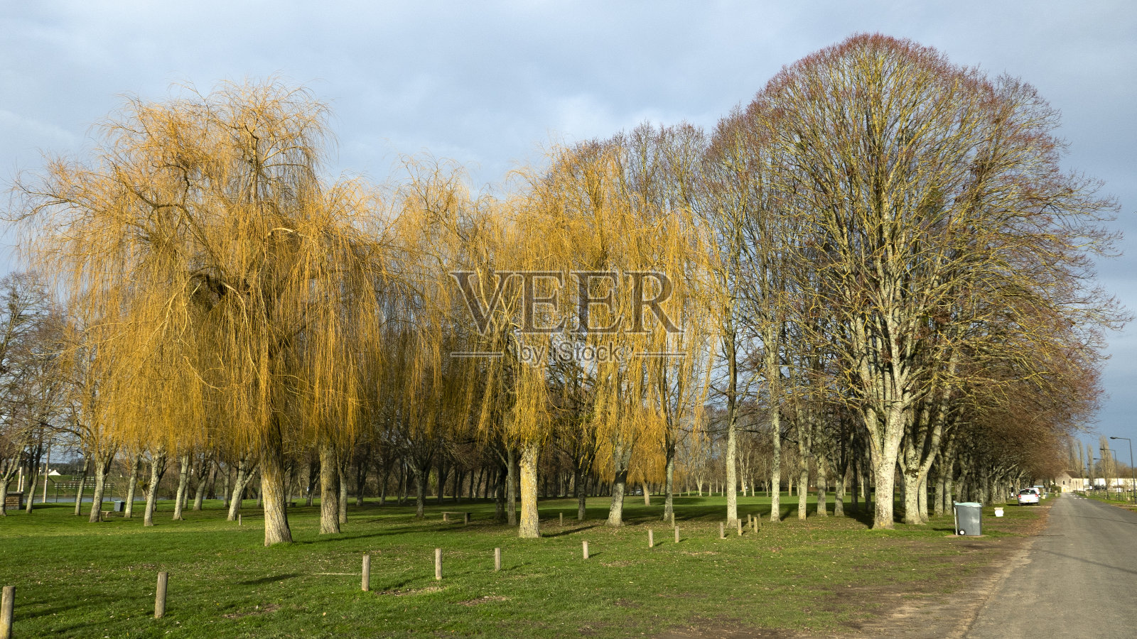道路周围是公园，有柳树和其他种类的植物照片摄影图片