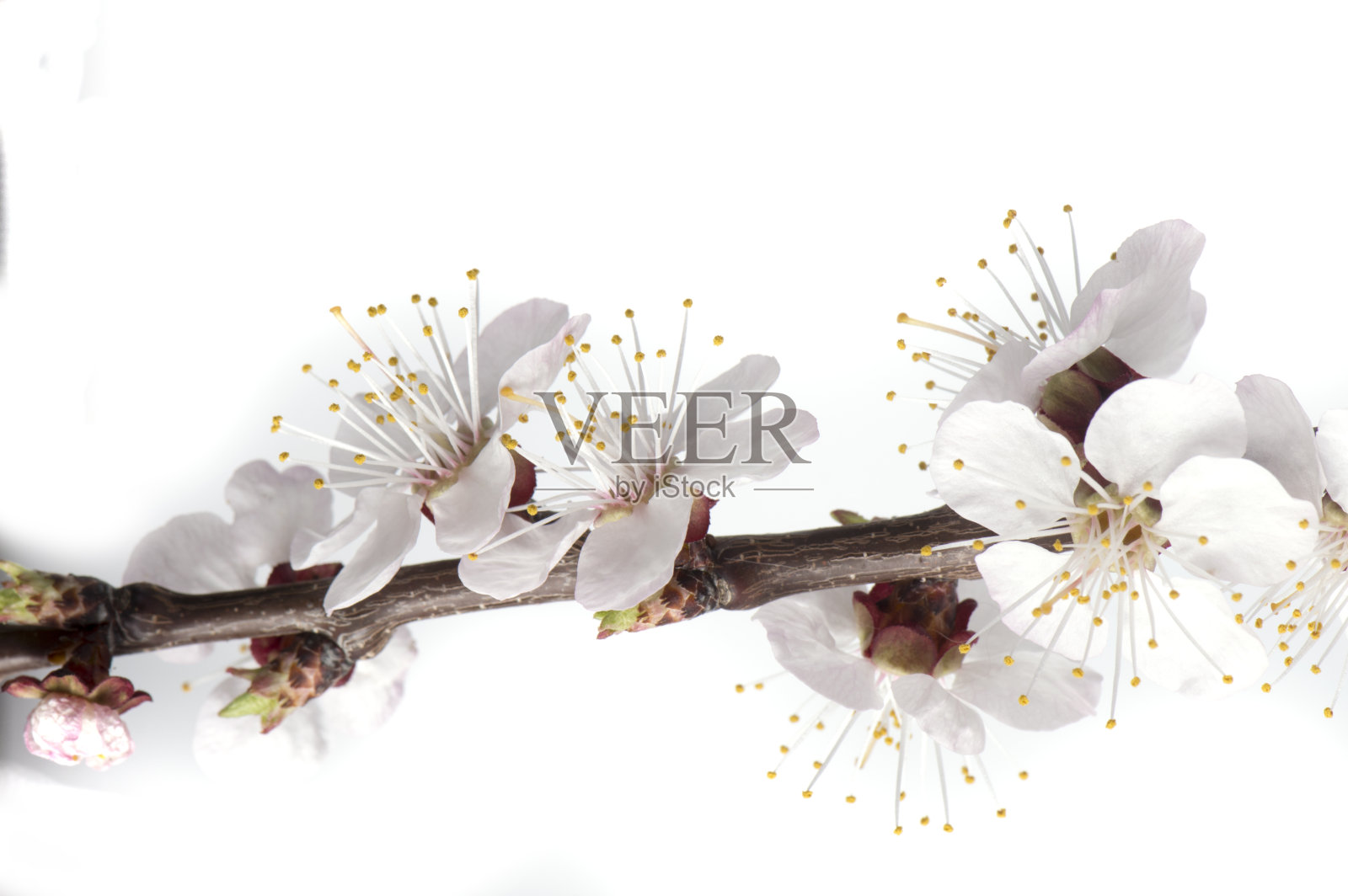 树枝与花樱桃孤立的背景照片摄影图片