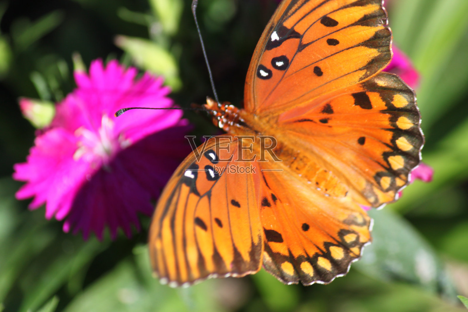 石竹花上的帝王蝶照片摄影图片