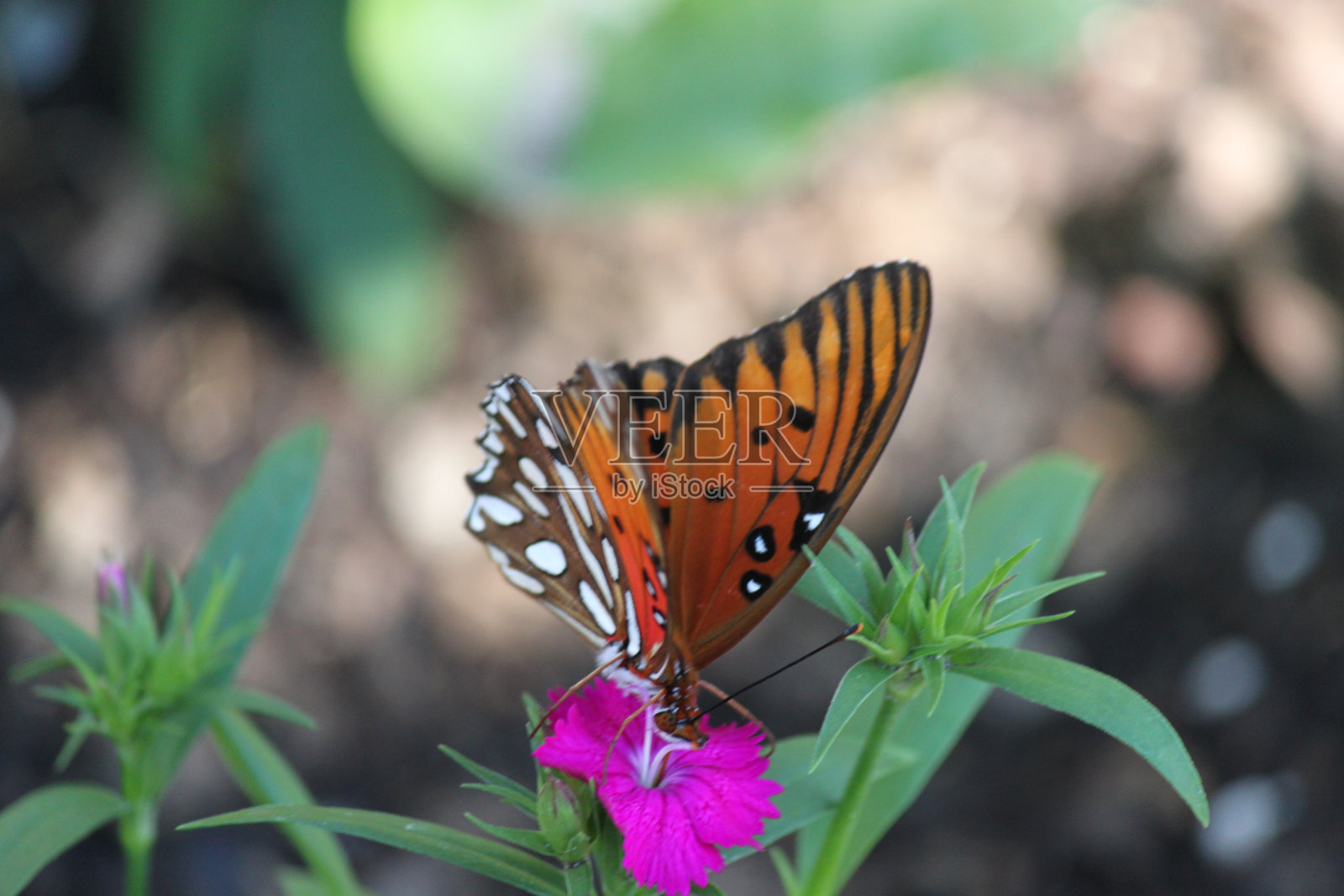 石竹花上的帝王蝶照片摄影图片