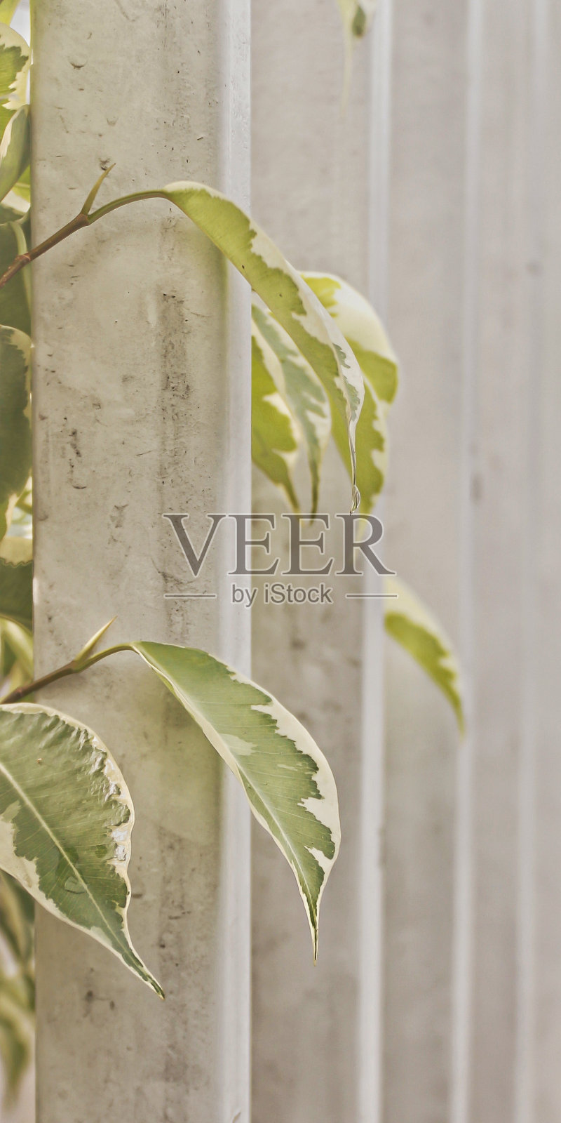 榕树的叶子在白色的铁栅栏之间照片摄影图片