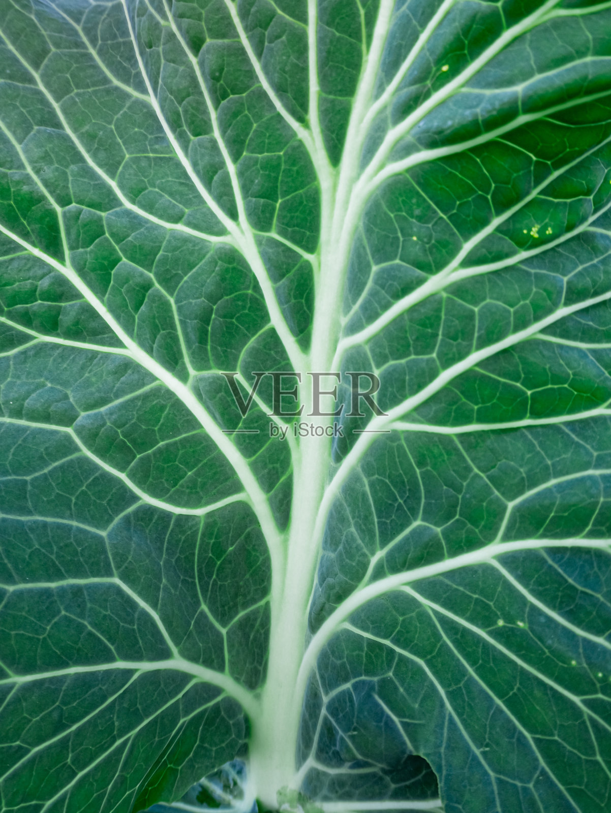 植物绿叶的特写镜头——完美的背景照片摄影图片