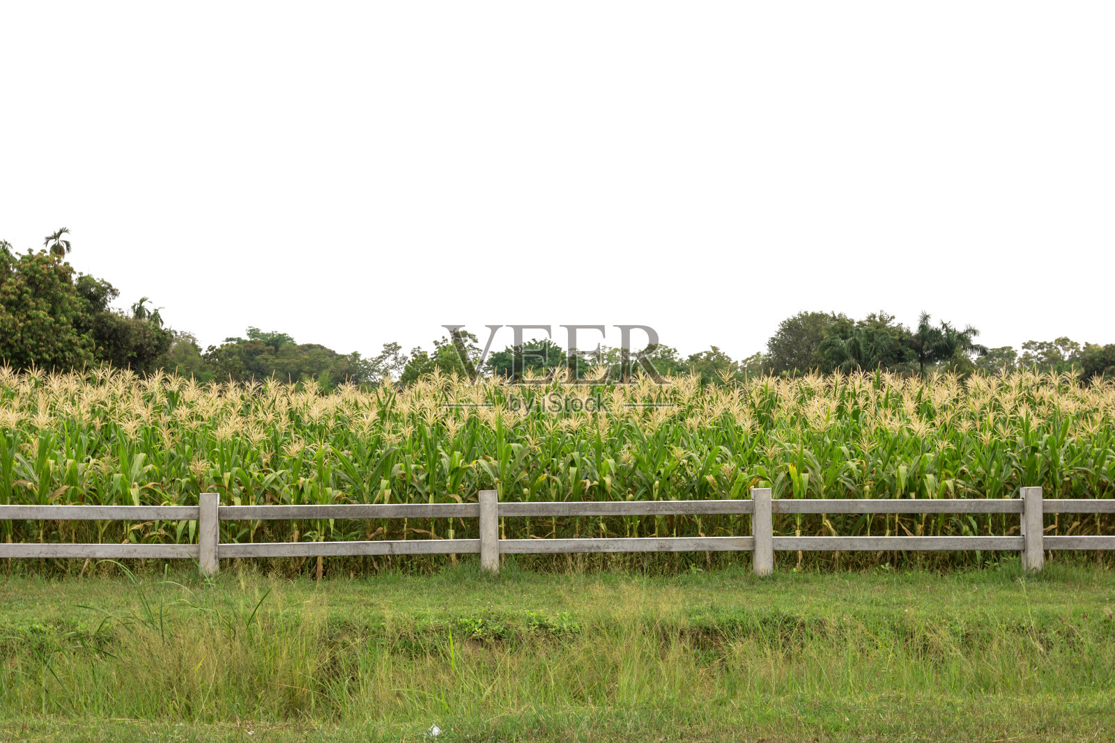 白色背景下，有木栅栏的玉米农场照片摄影图片