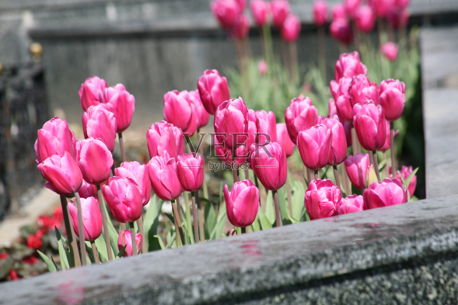 春天盛开的郁金香照片摄影图片