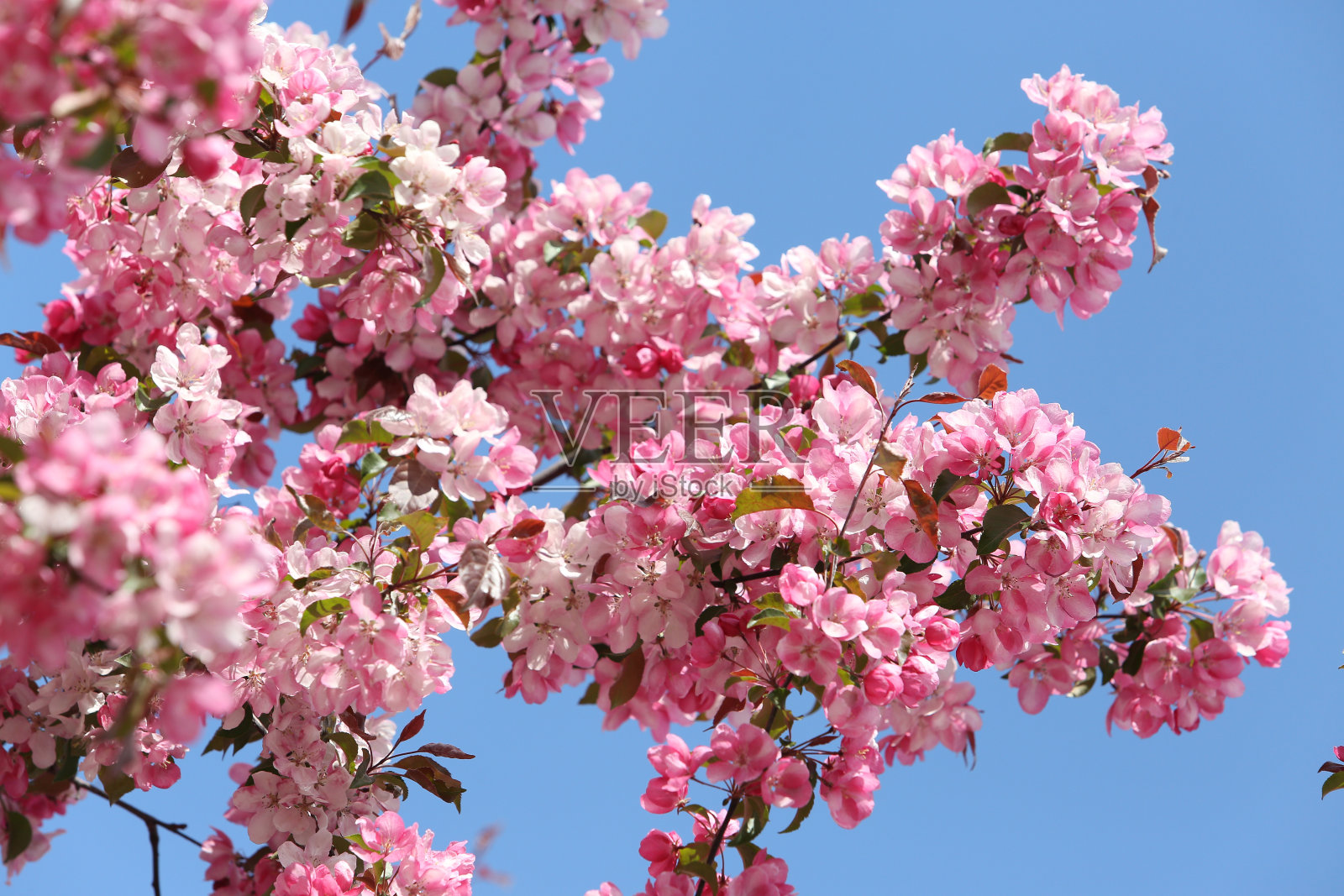 春天花园里盛开的粉红色的苹果树(“鲁道夫”级)花照片摄影图片