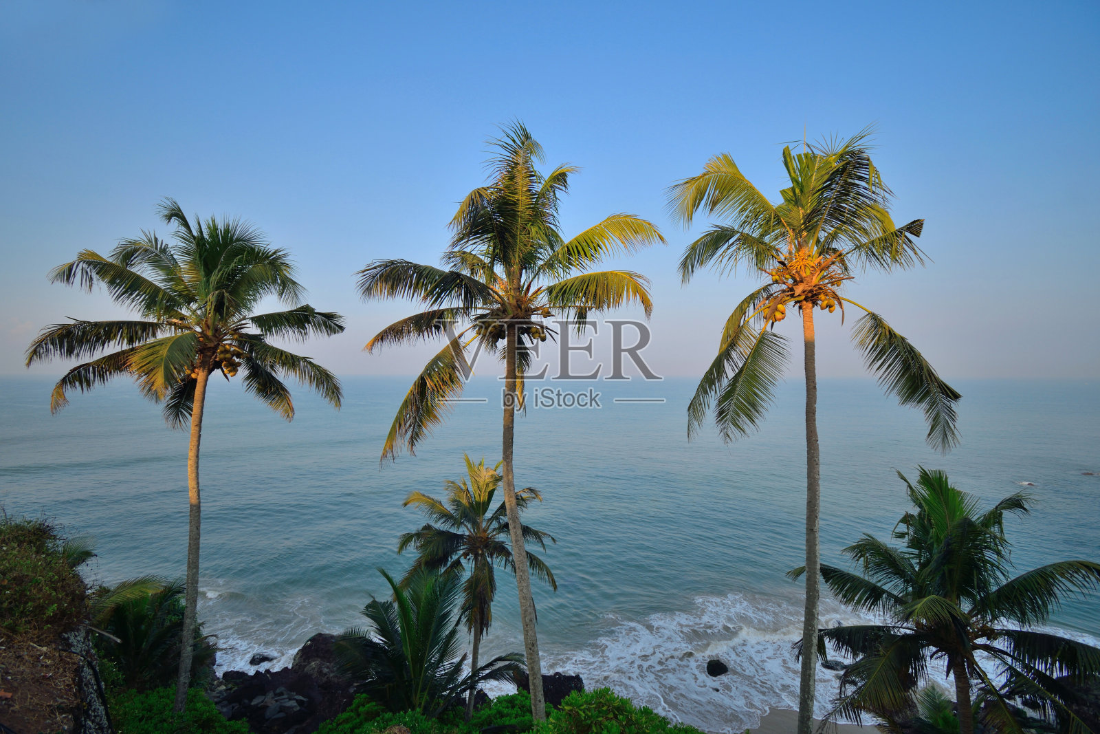黎明时分，瓦尔卡拉悬崖上的椰子树俯瞰着大海。照片摄影图片